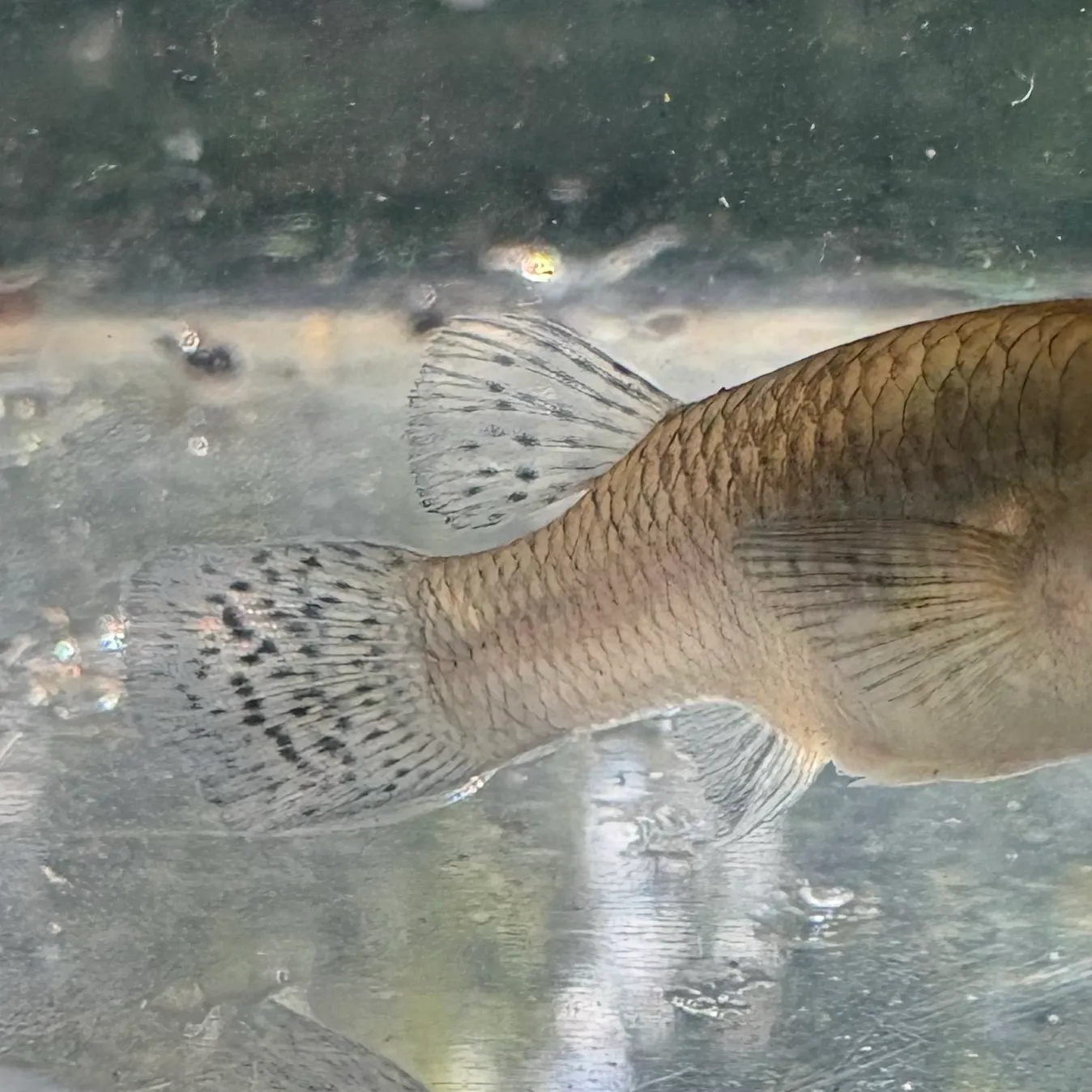 Eastern mosquitofish caught on Fishbrain
