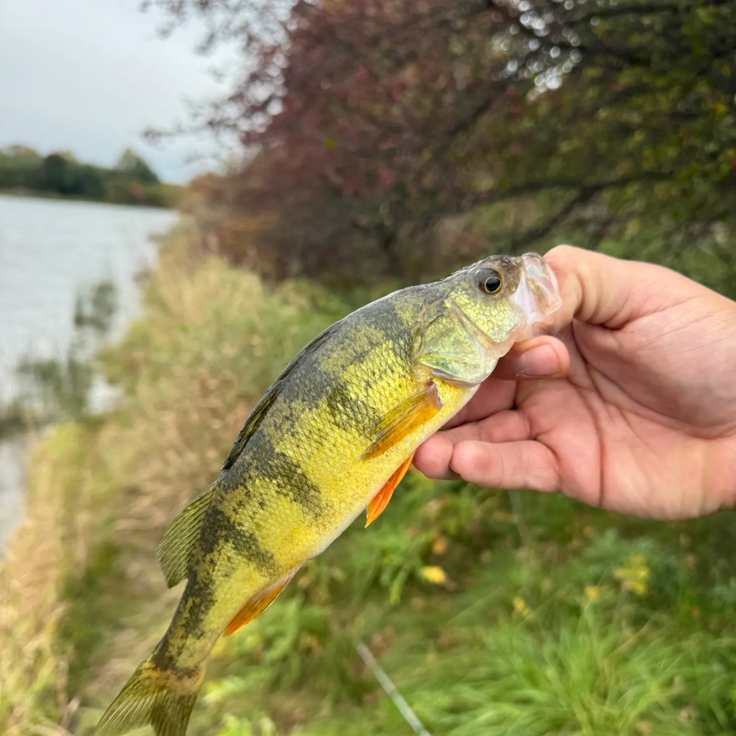 Yellow perch caught on Fishbrain