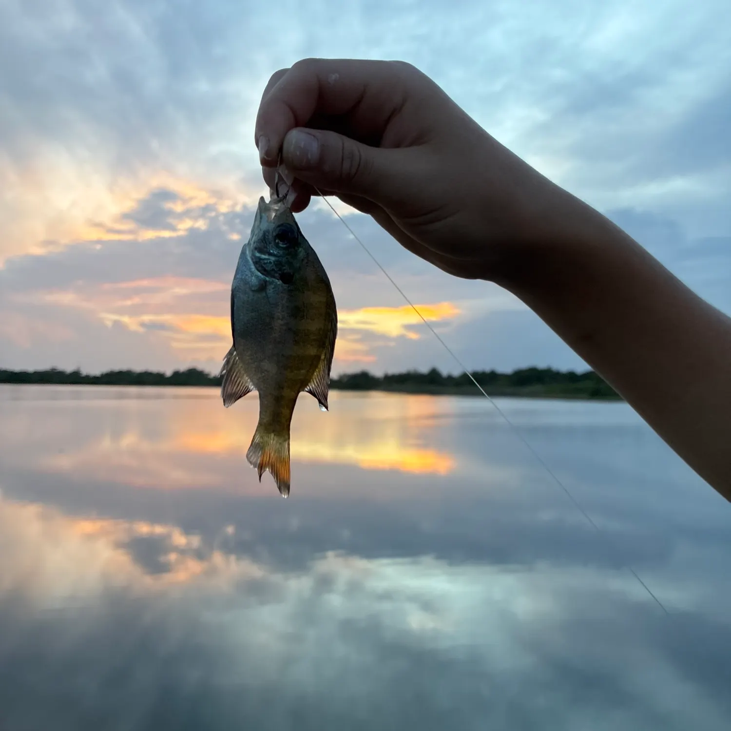 Bluegill caught on Fishbrain