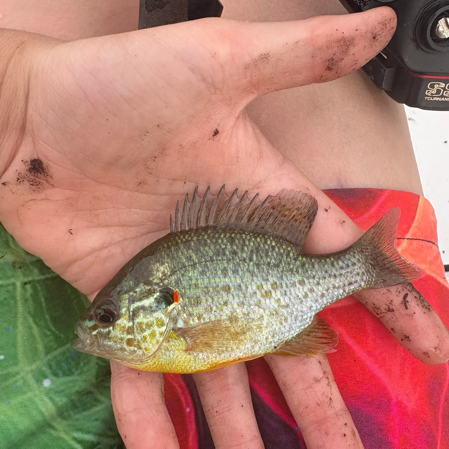 Pumpkinseed caught on Fishbrain
