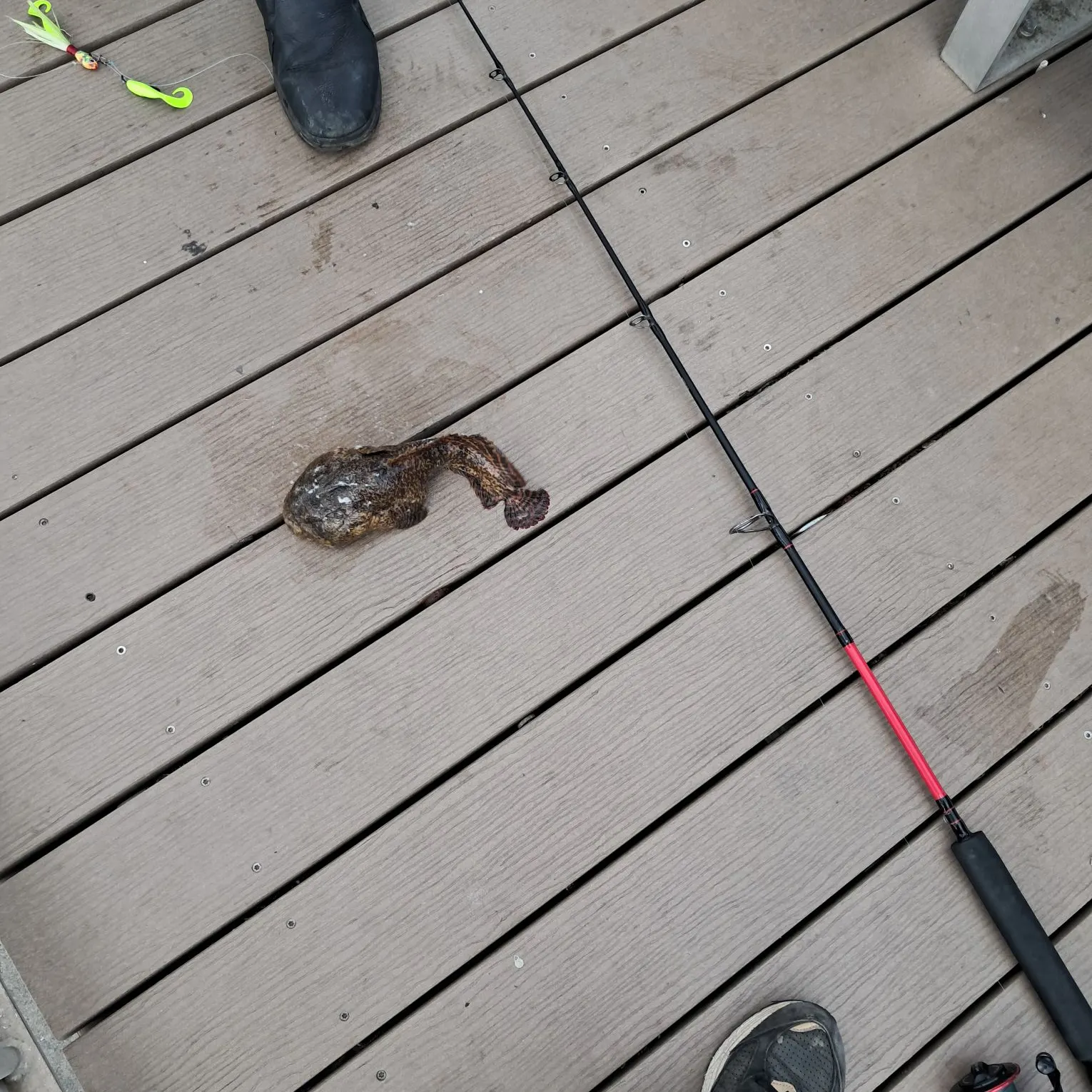 Gulf toadfish caught on Fishbrain