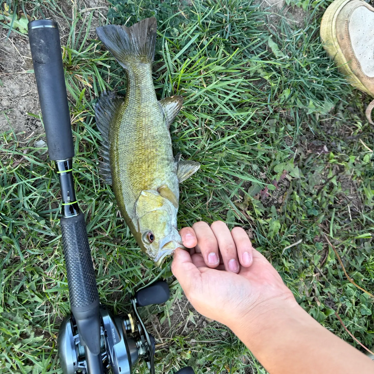 Smallmouth bass caught on Fishbrain