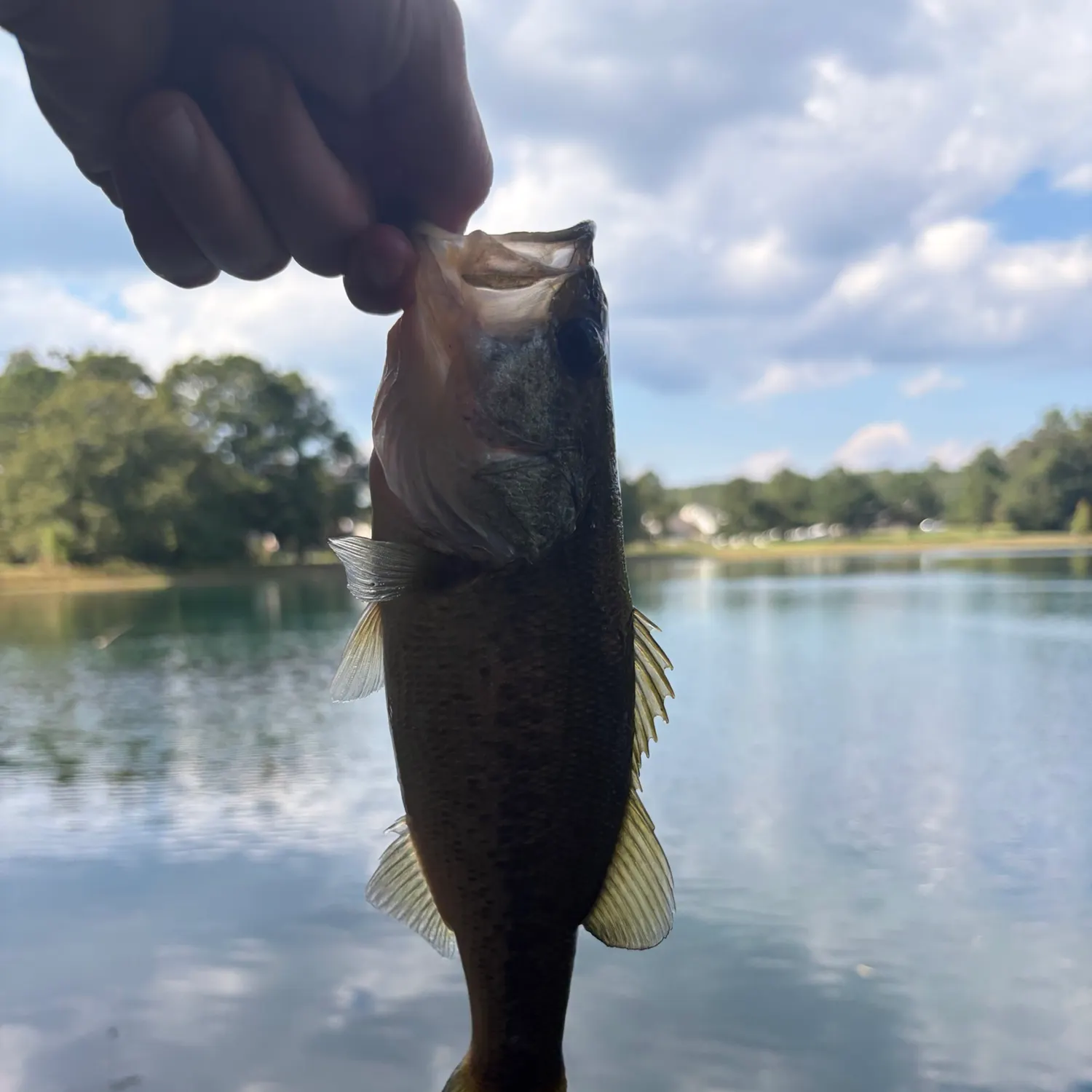 Fish caught on Fishbrain