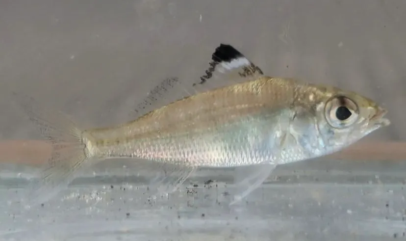 Atlantic flagfin mojarra