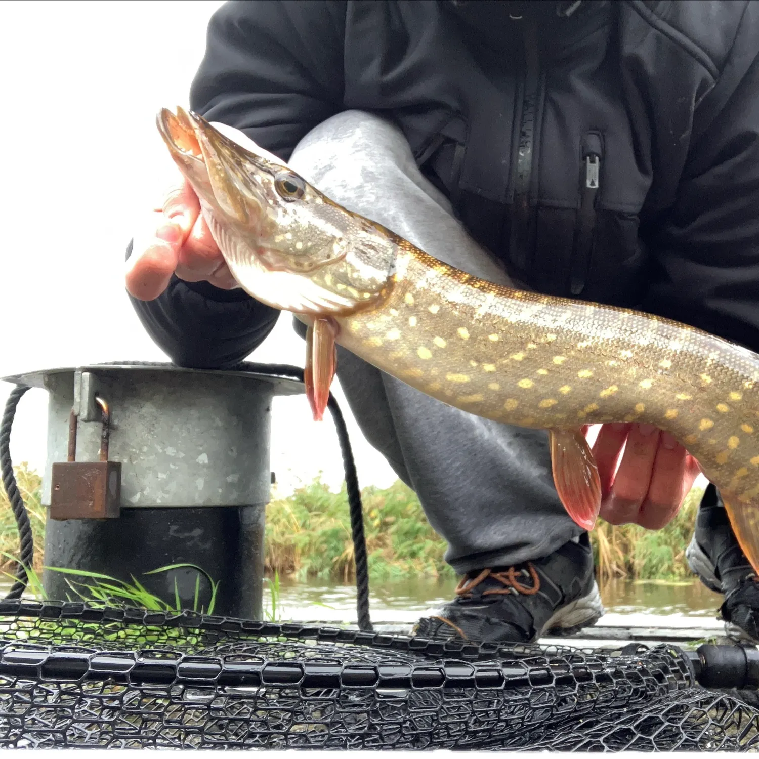 Northern pike caught on Fishbrain