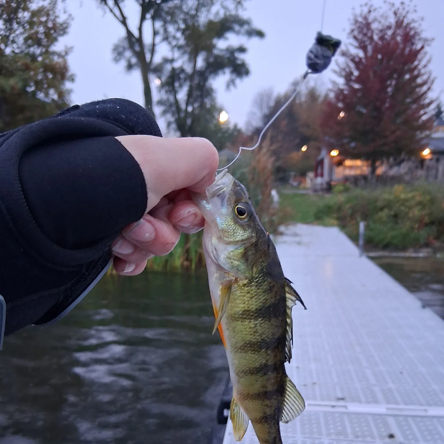 Yellow perch caught on Fishbrain