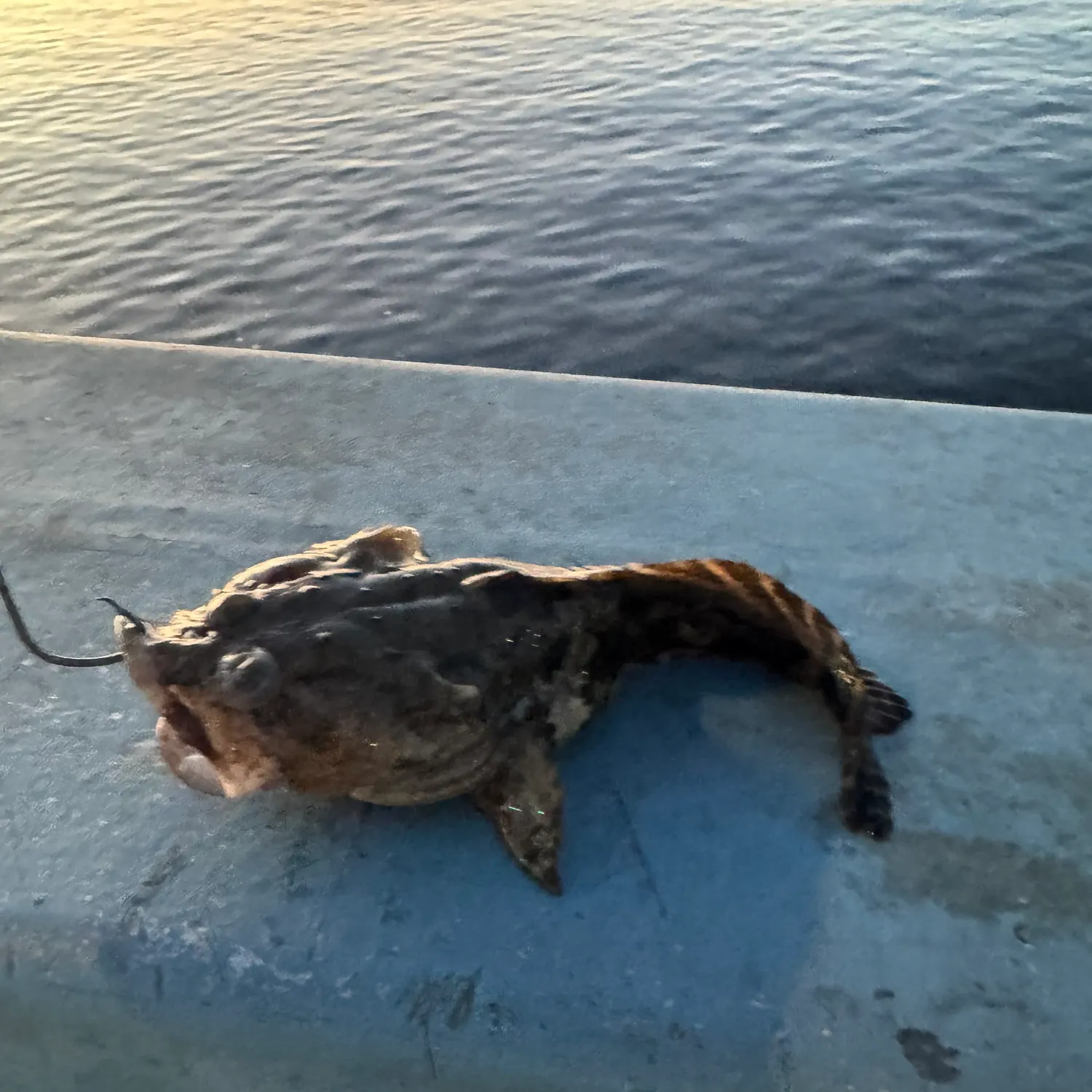 Gulf toadfish caught on Fishbrain