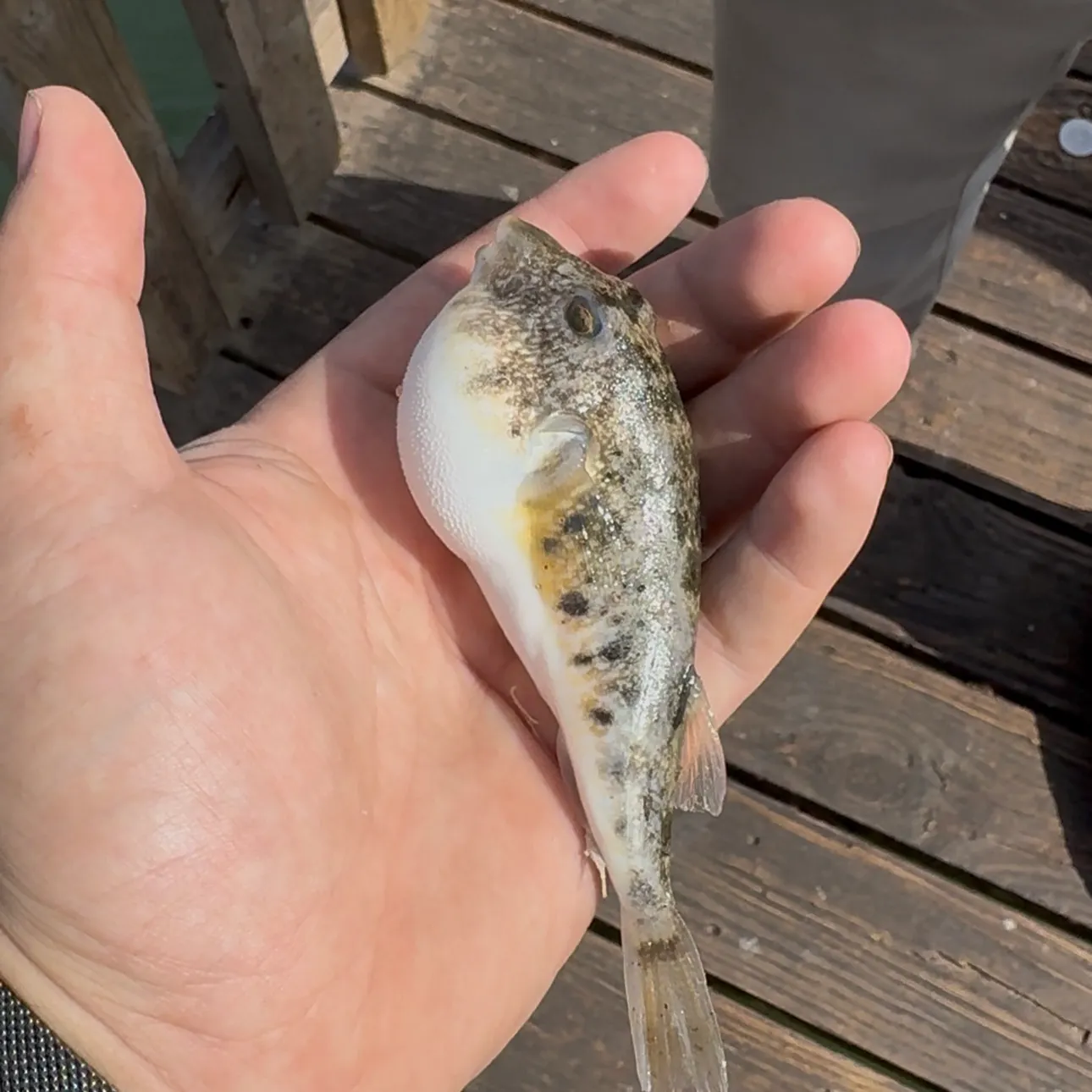 The most recent Southern puffer catches on Fishbrain