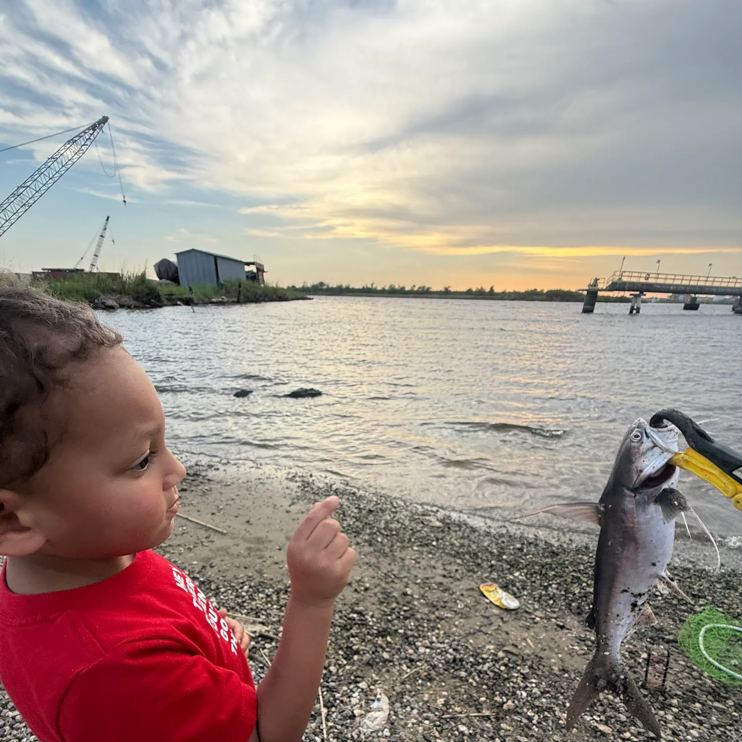 Gafftopsail sea catfish caught on Fishbrain