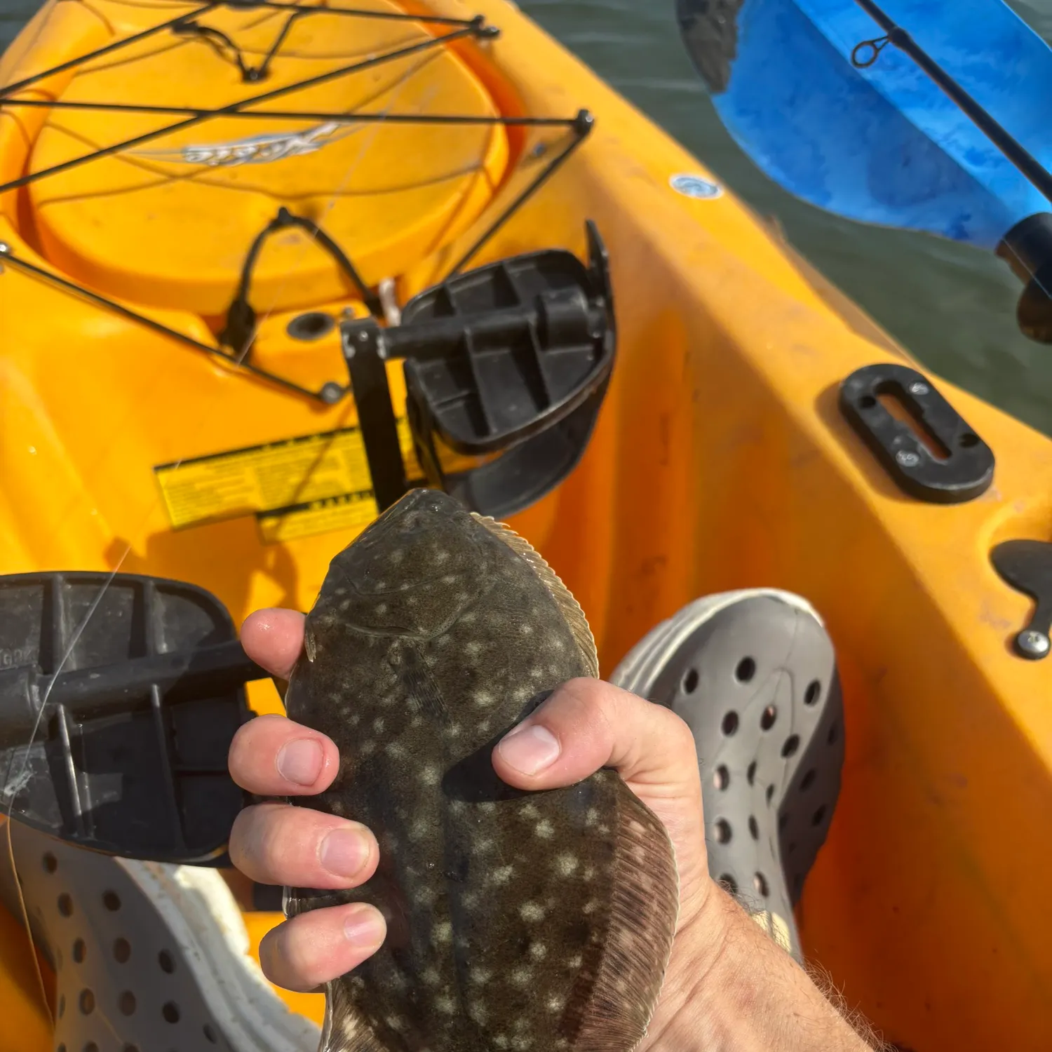 Summer flounder caught on Fishbrain