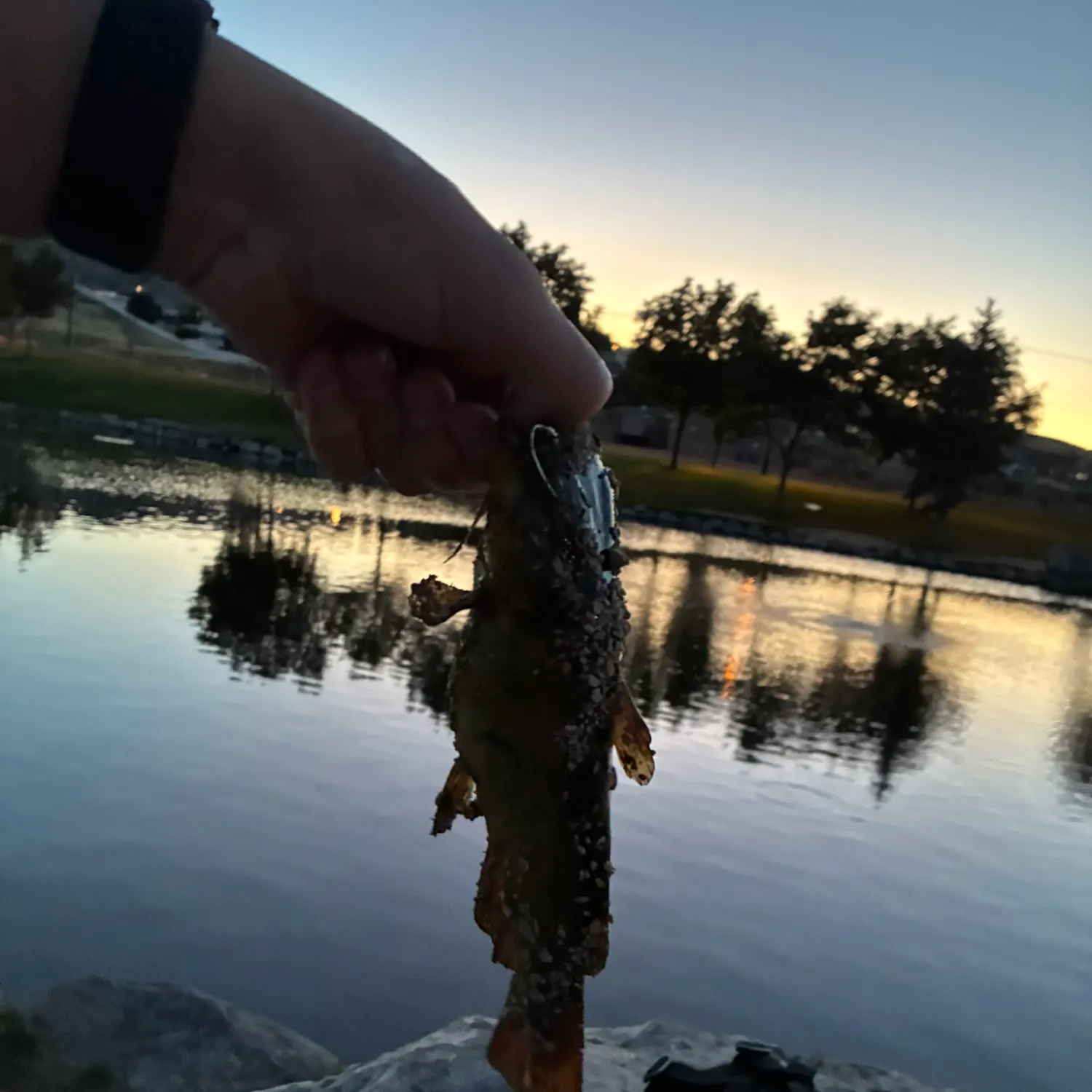 catch