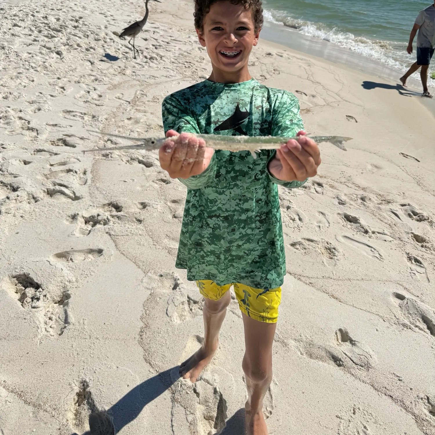 Atlantic needlefish caught on Fishbrain