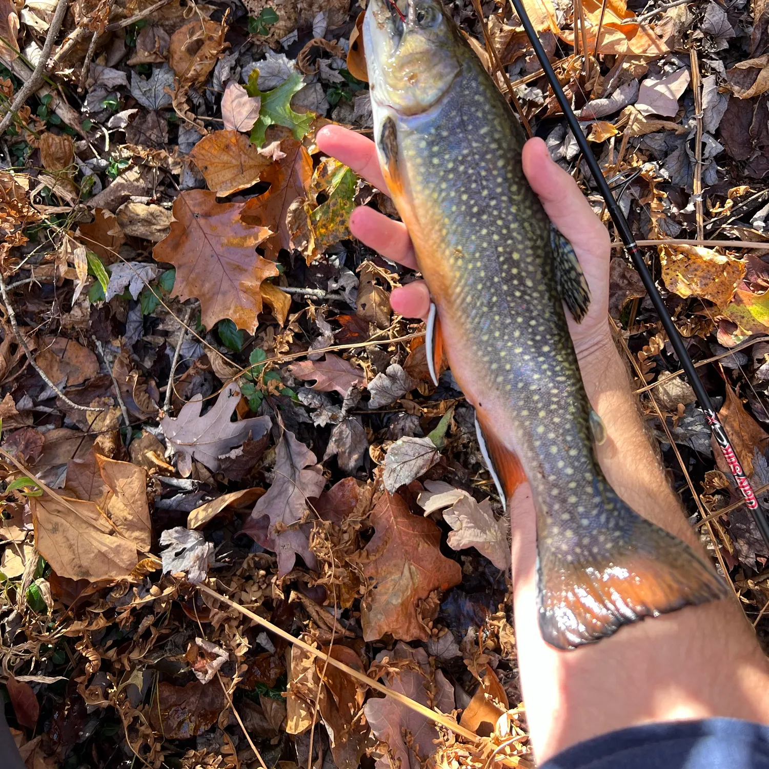 Brook trout caught on Fishbrain