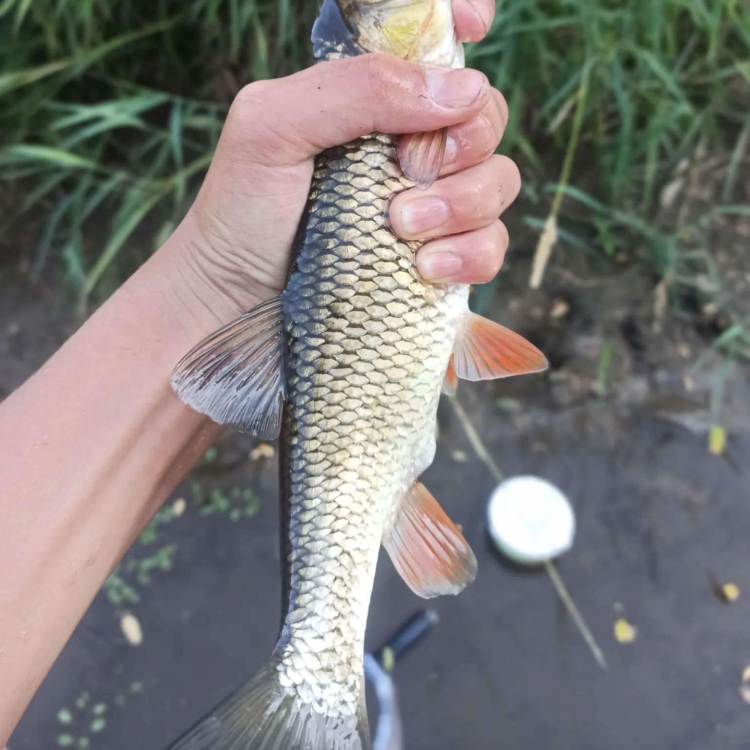 The most recent European chub catches on Fishbrain