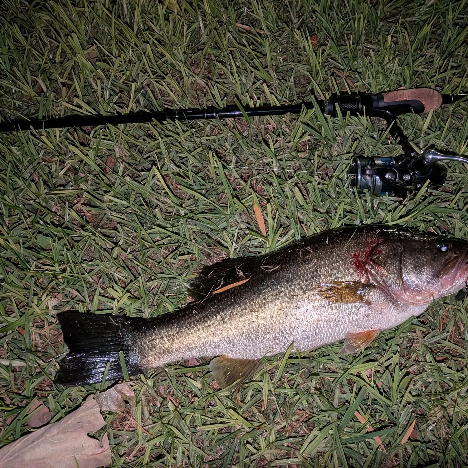 Largemouth bass caught on Fishbrain