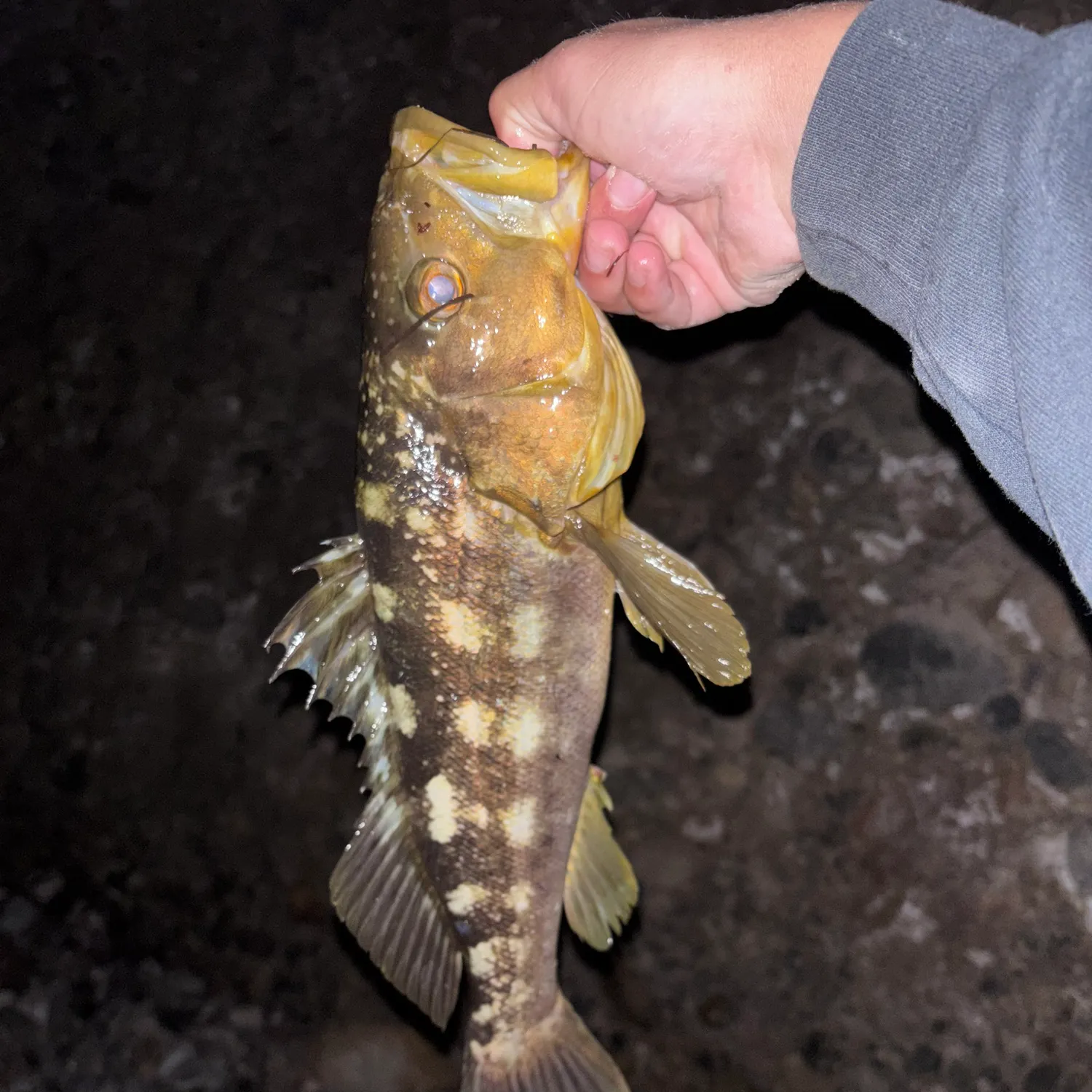 The most recent Kelp bass catches on Fishbrain