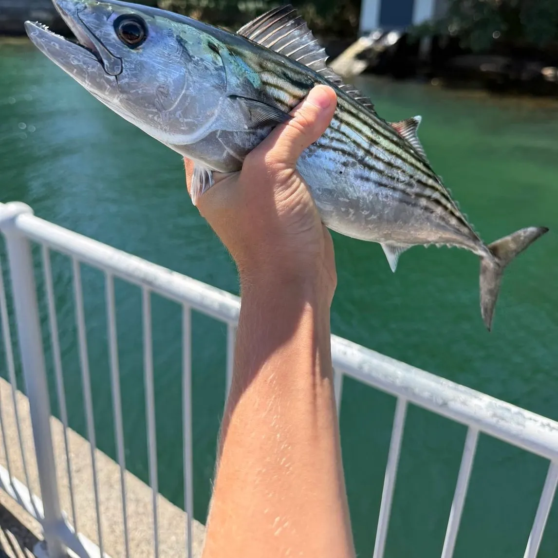 The most recent Australian bonito catches on Fishbrain