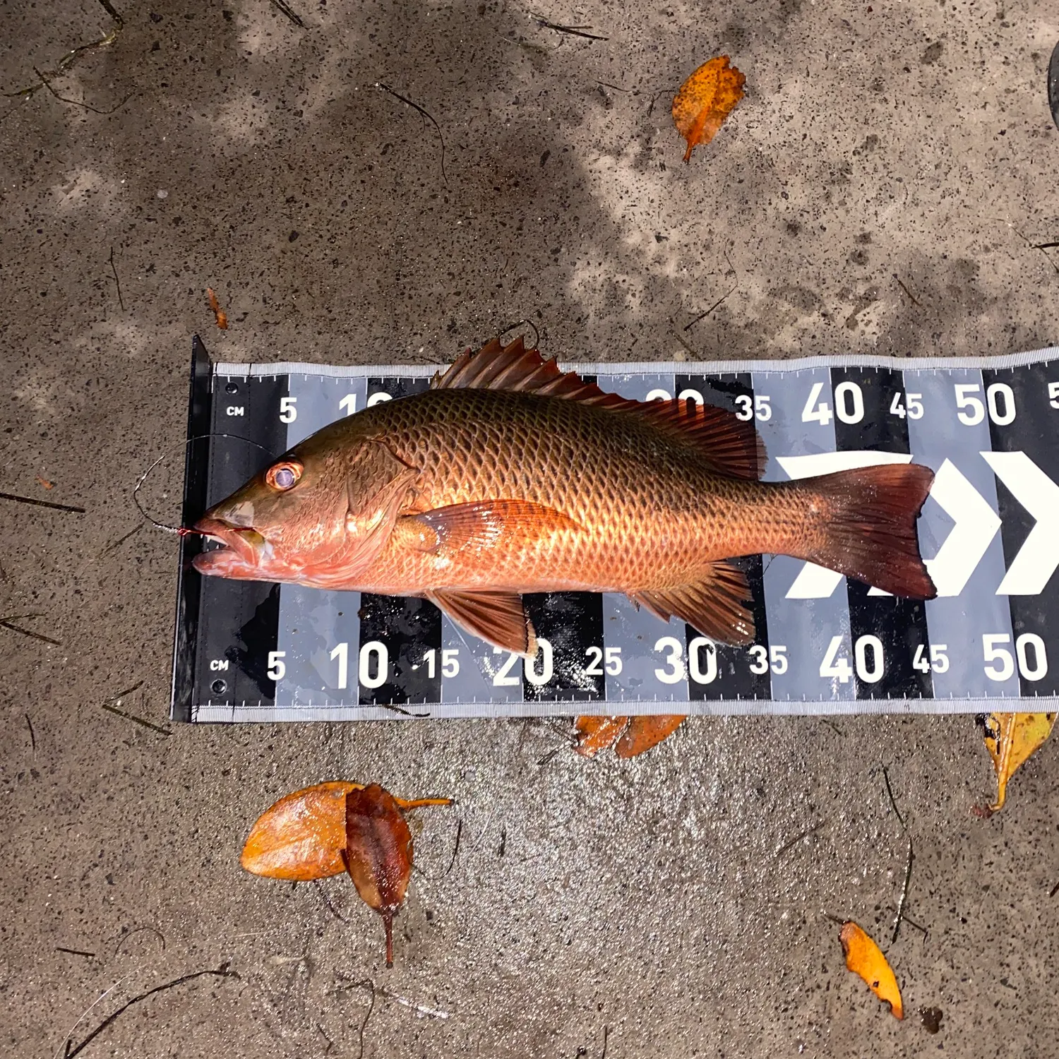 The most recent Mangrove red snapper catches on Fishbrain