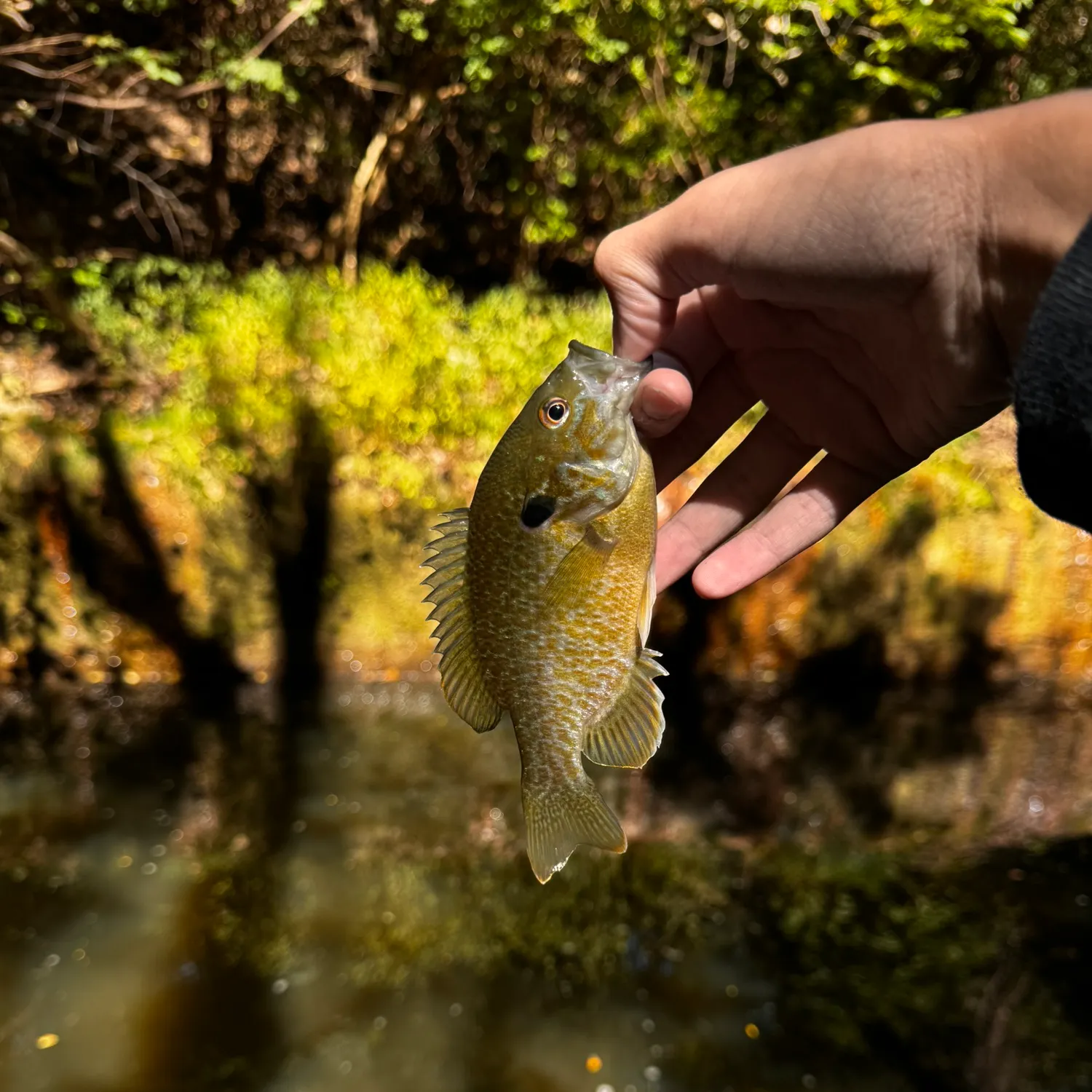 Greengill hybrid caught on Fishbrain