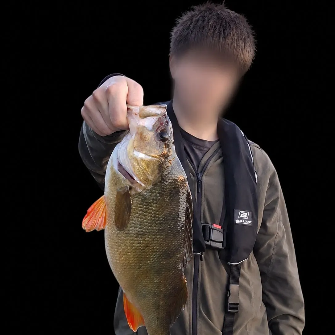 European perch caught on Fishbrain
