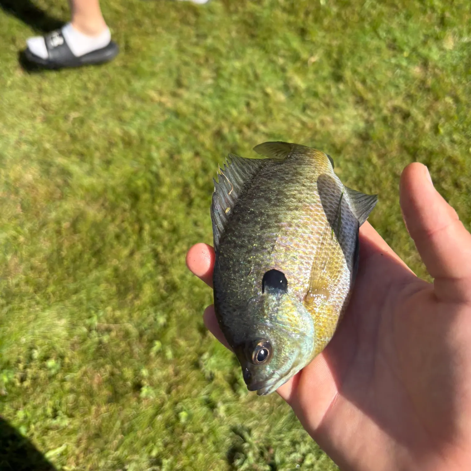 Bluegill caught on Fishbrain