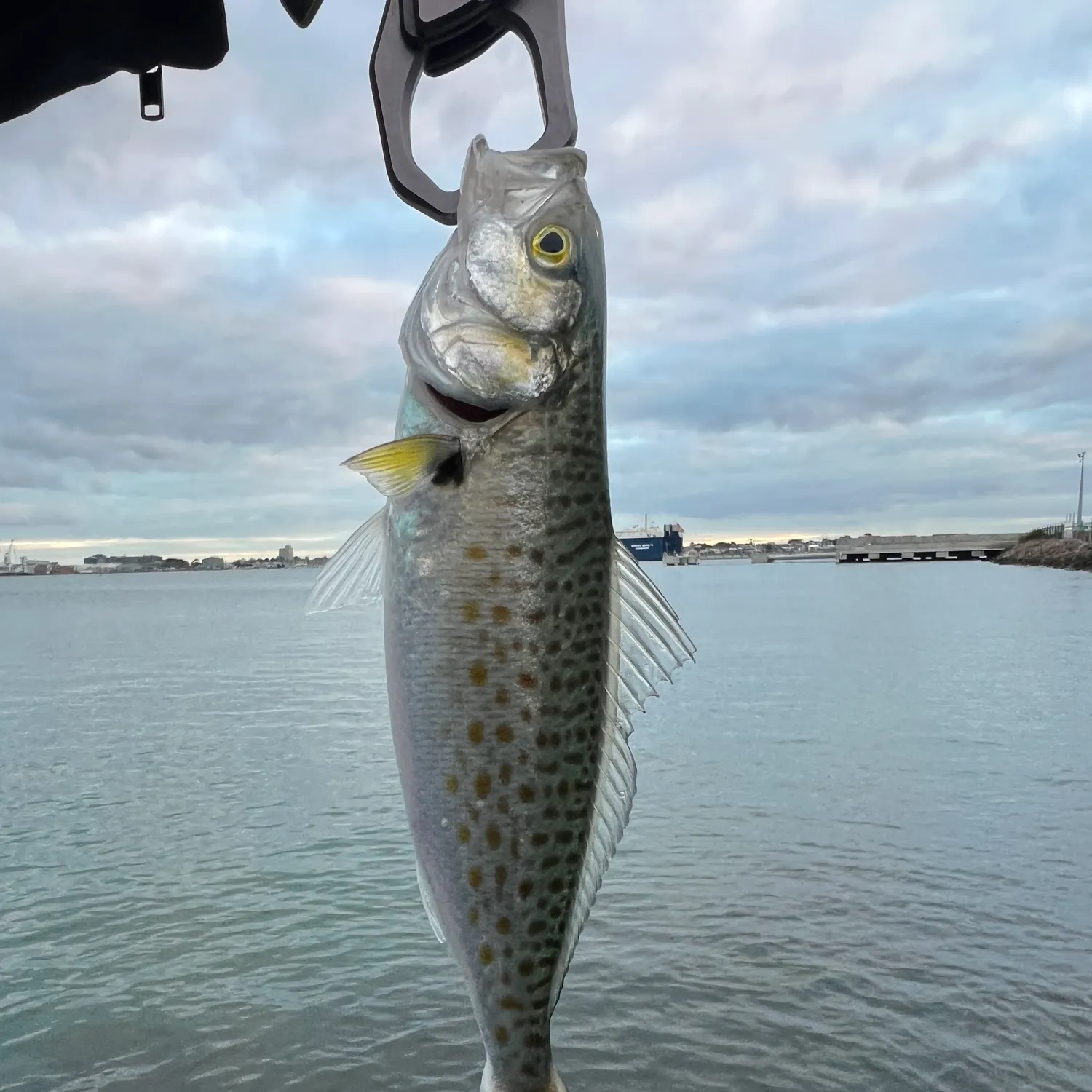 The most recent Australian salmon catches on Fishbrain