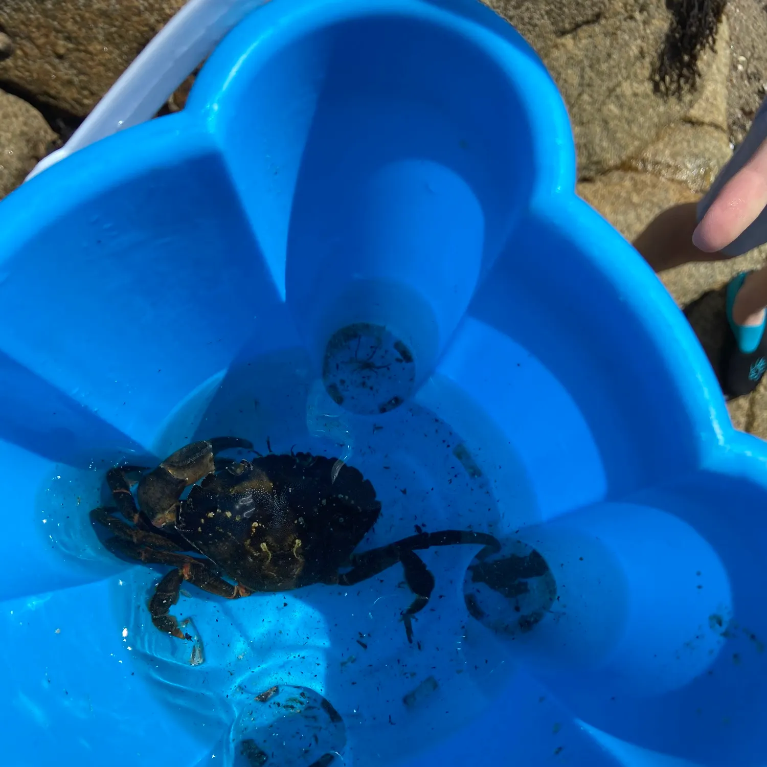 Pacific rock crab caught on Fishbrain
