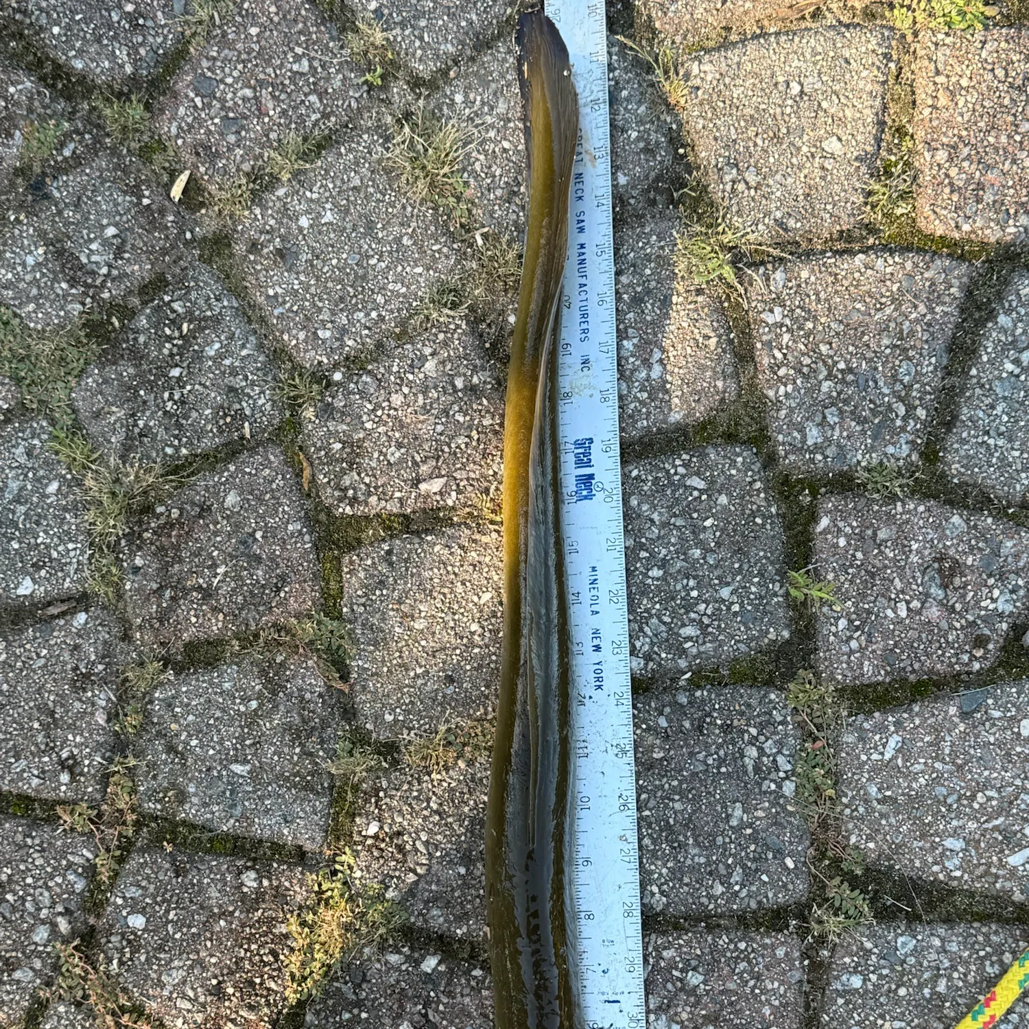American eel caught on Fishbrain