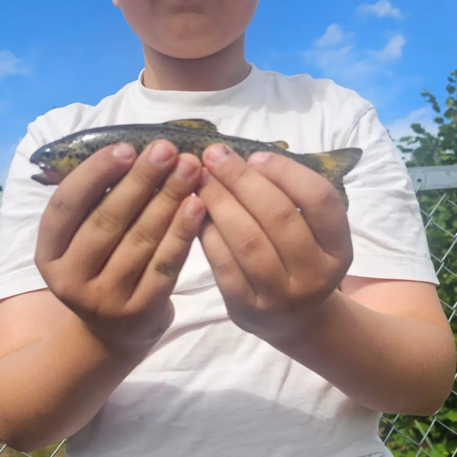 Brown trout caught on Fishbrain