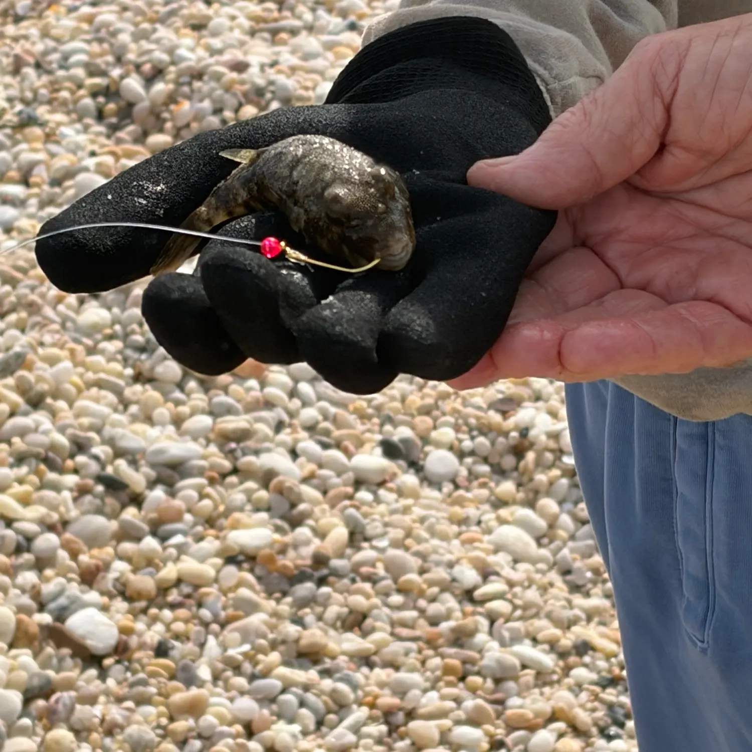 The most recent Oceanic puffer catches on Fishbrain