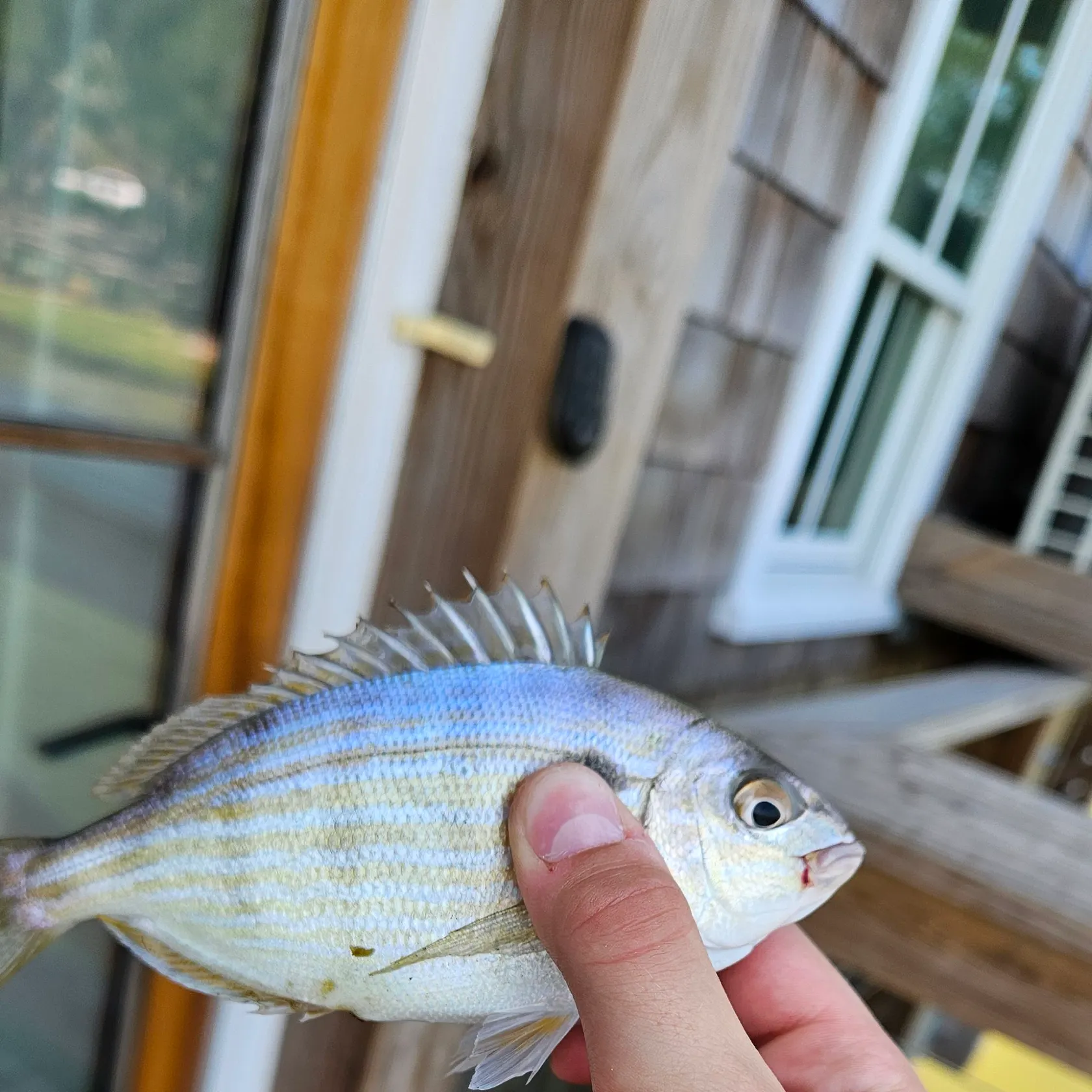 Pinfish caught on Fishbrain