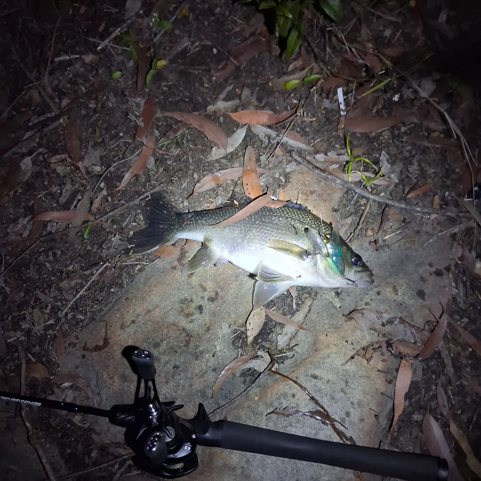 The most recent Australian bass catches on Fishbrain