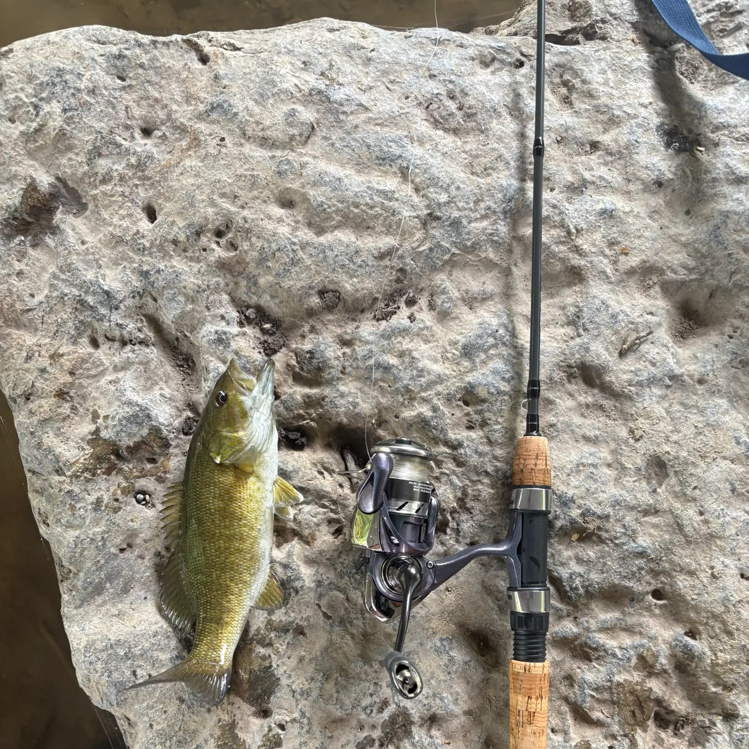 Smallmouth bass caught on Fishbrain