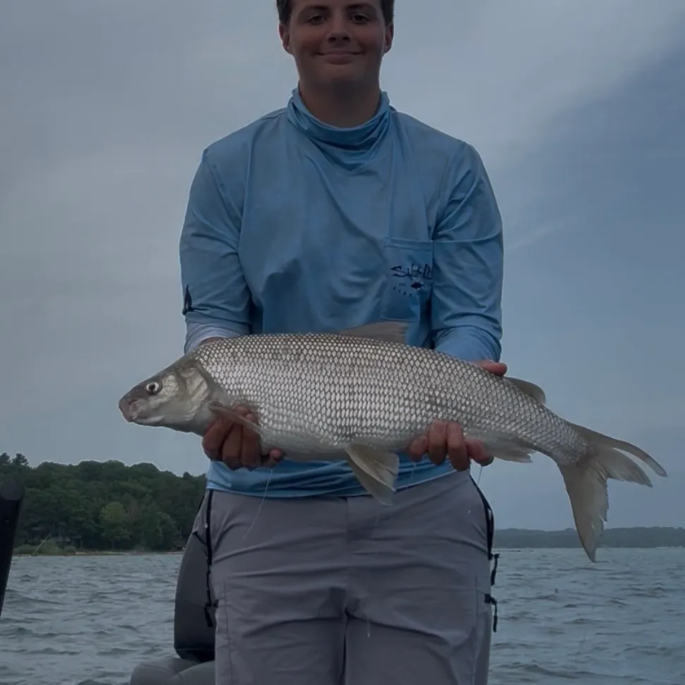 The most recent Lake whitefish catches on Fishbrain
