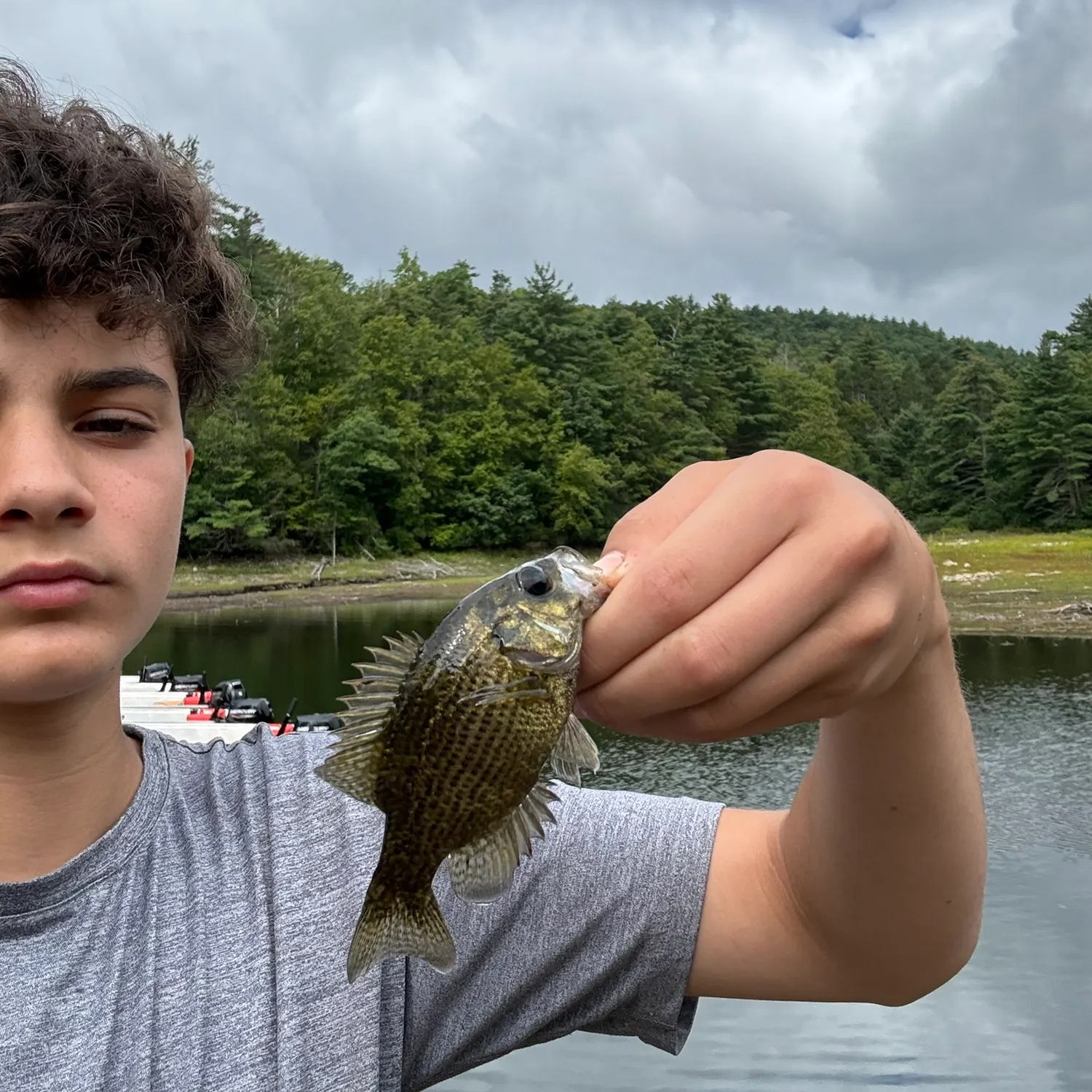 Rock bass caught on Fishbrain