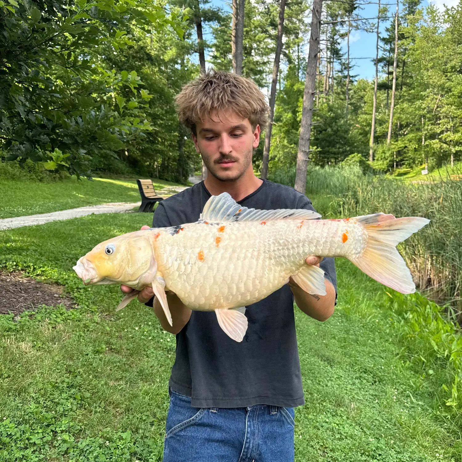 The most recent Koi carp catches on Fishbrain