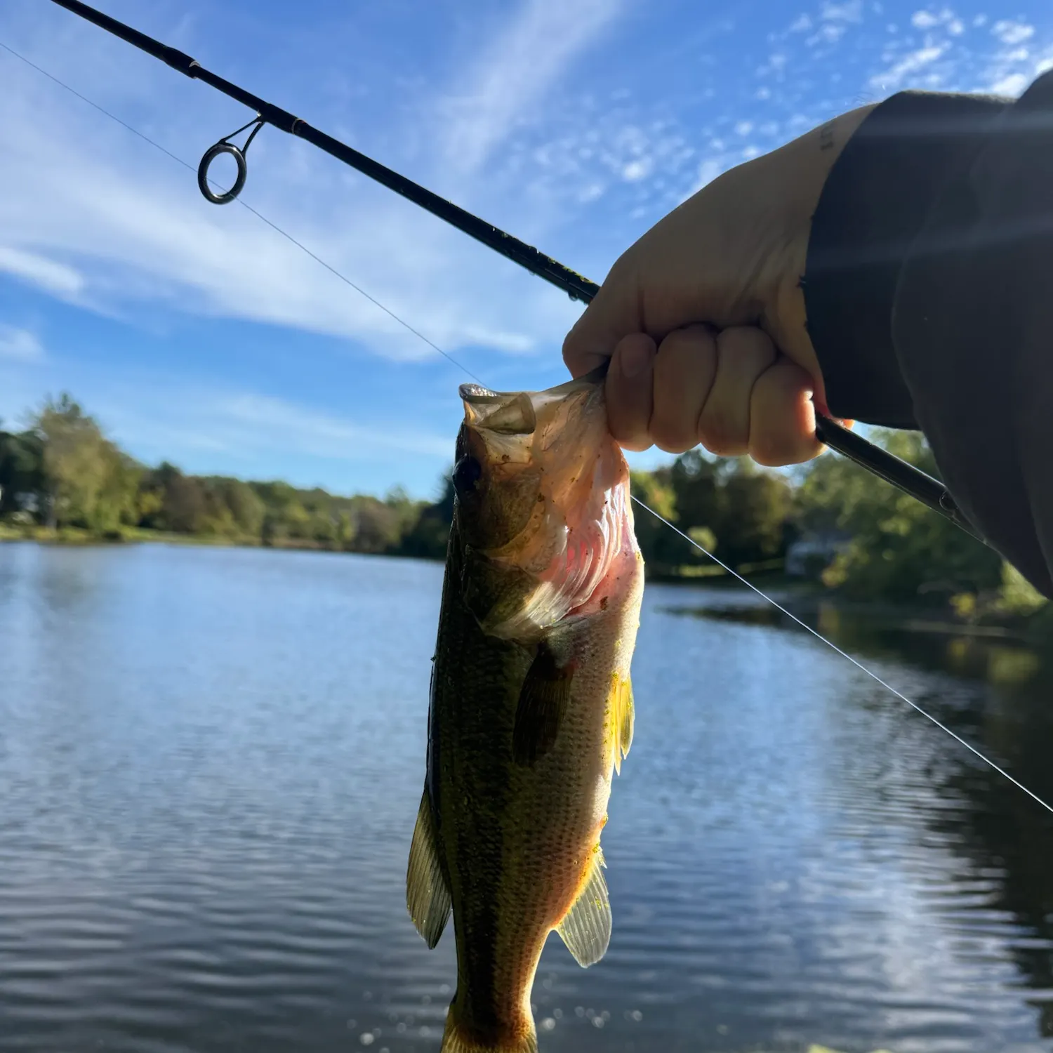 Largemouth bass caught on Fishbrain