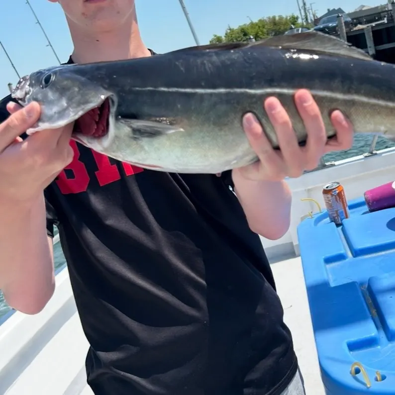 The most recent Atlantic pollock catches on Fishbrain