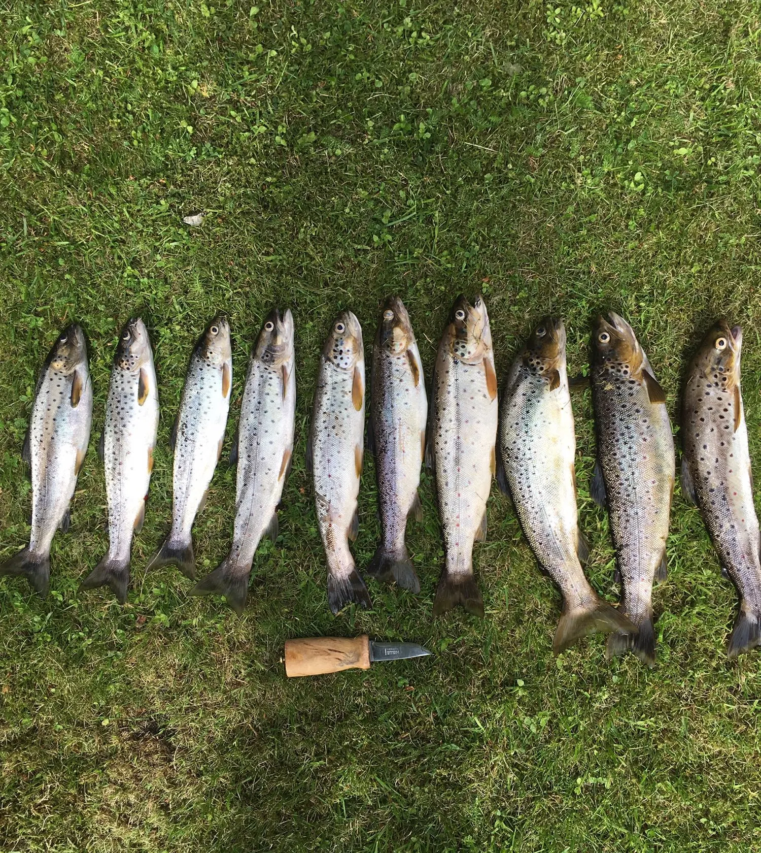 recently logged catches