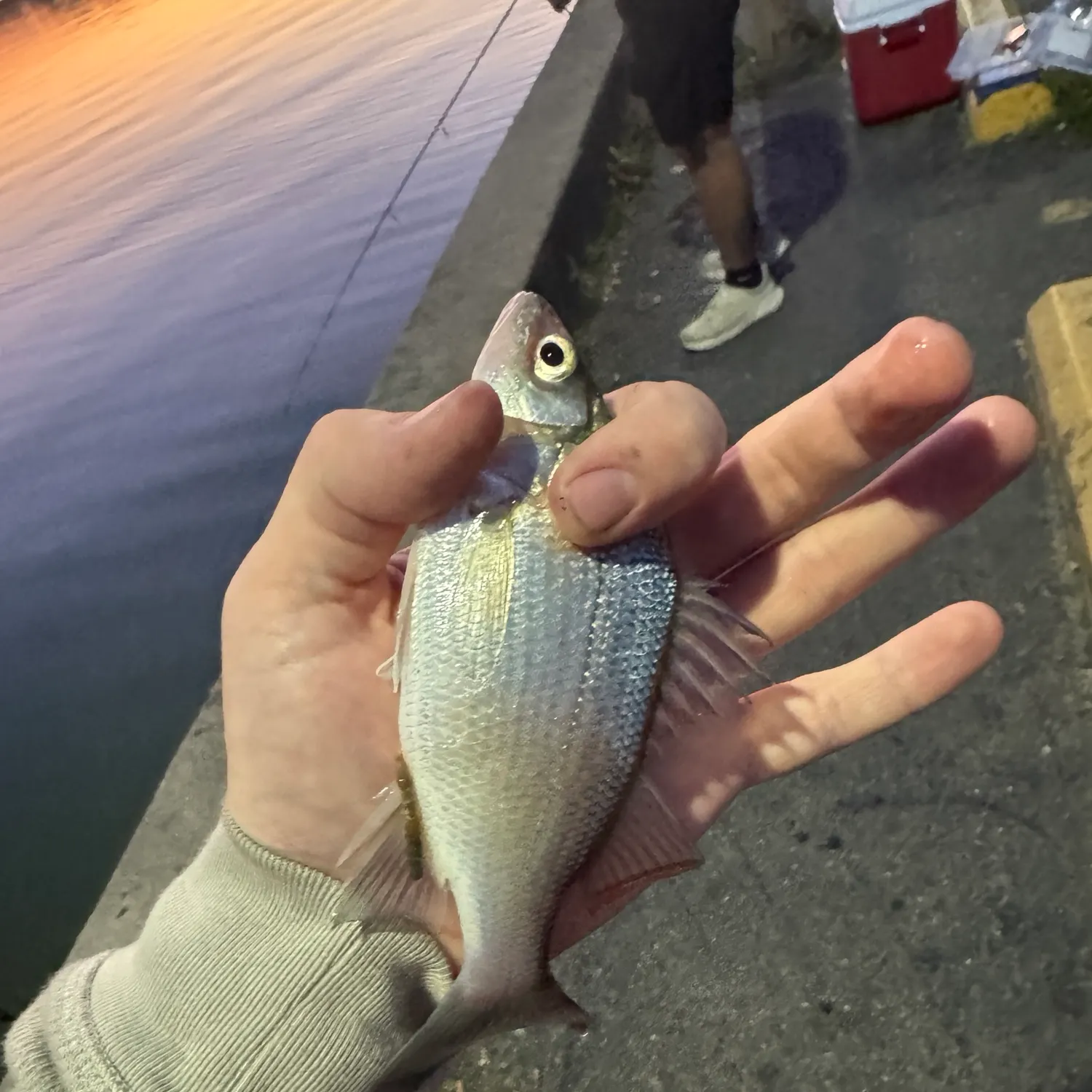 White perch caught on Fishbrain