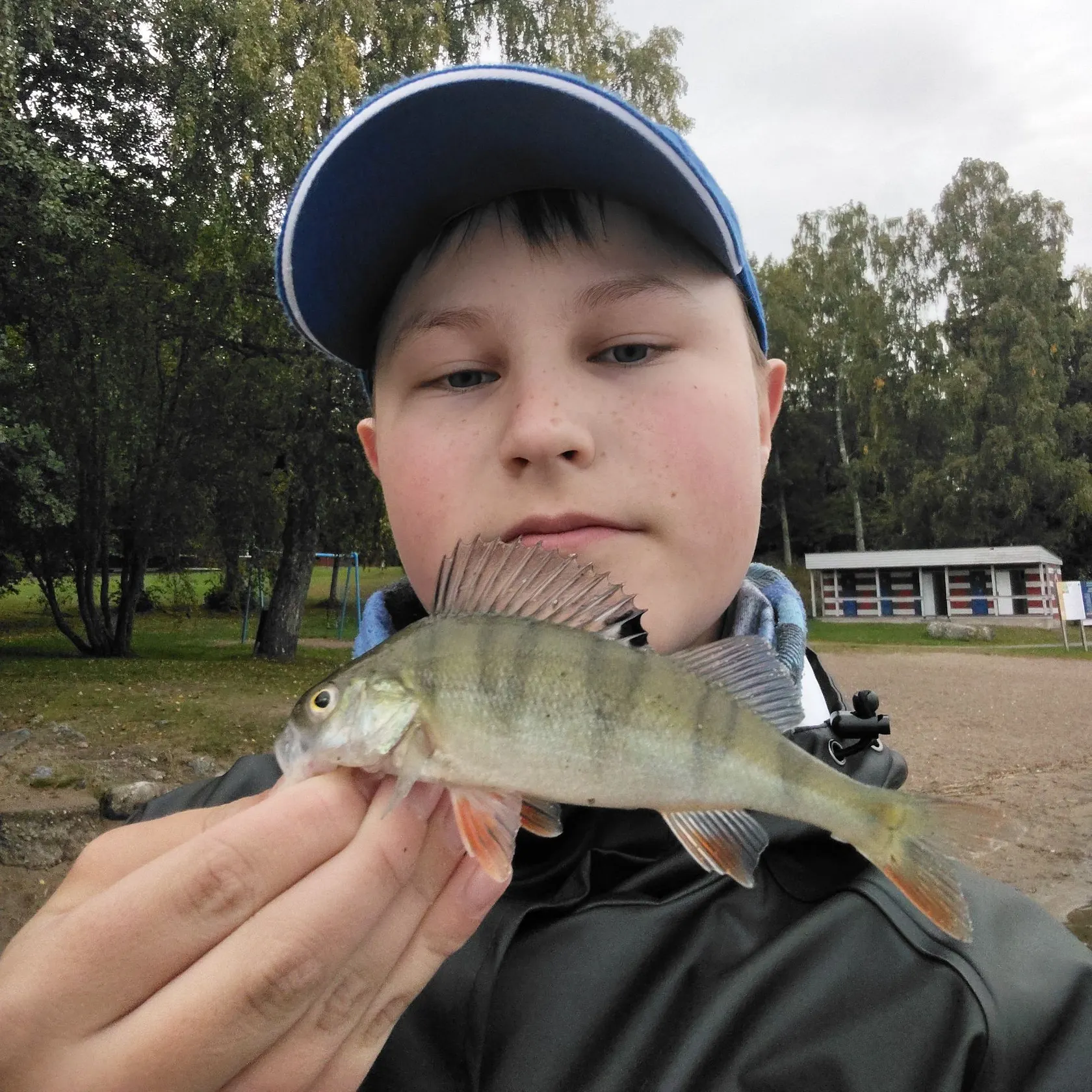 European perch caught on Fishbrain