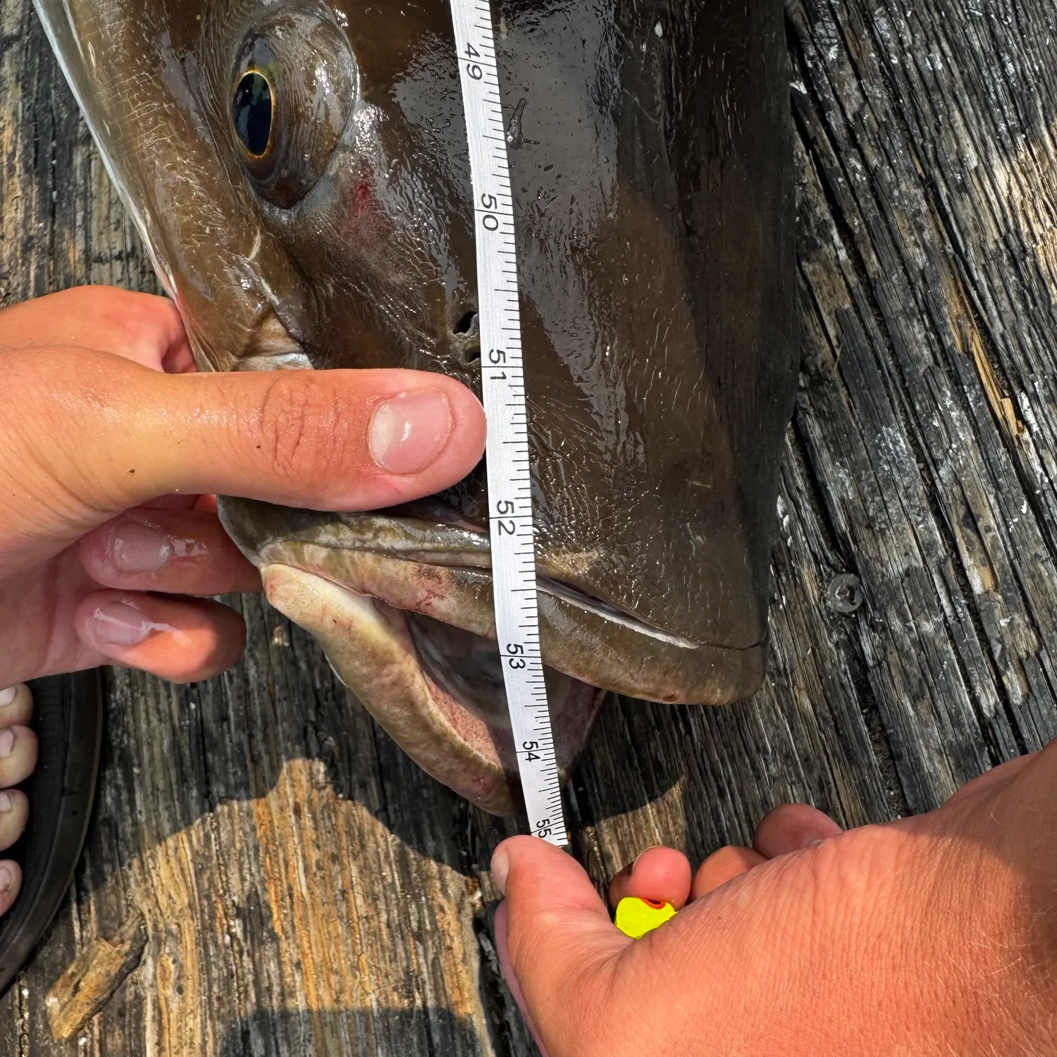 Cobia caught on Fishbrain