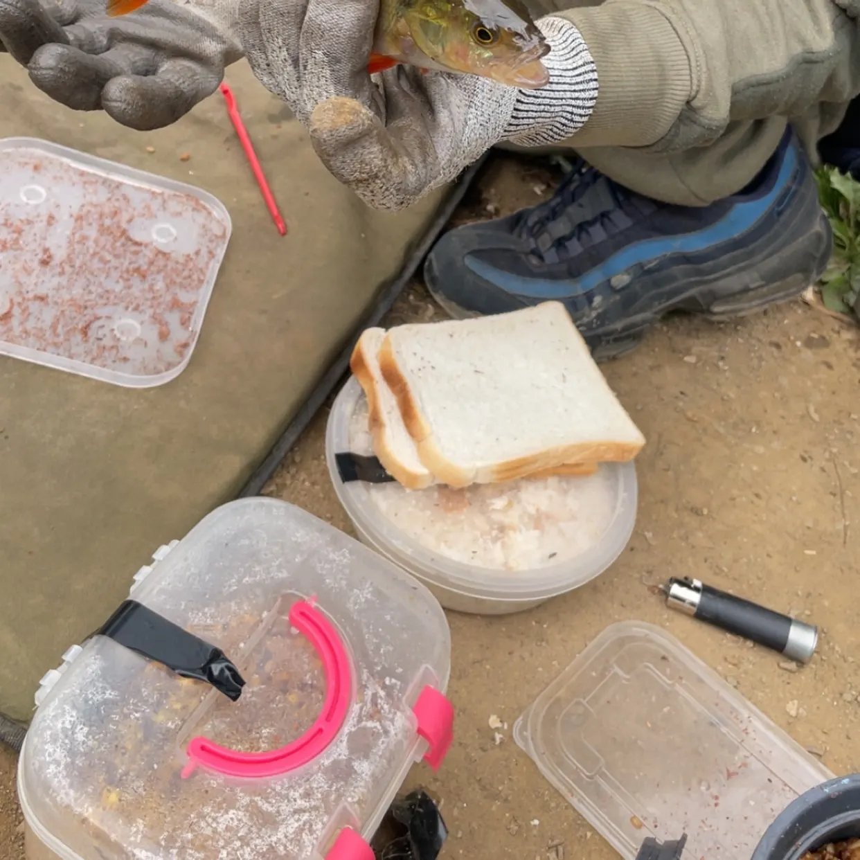 European perch caught on Fishbrain