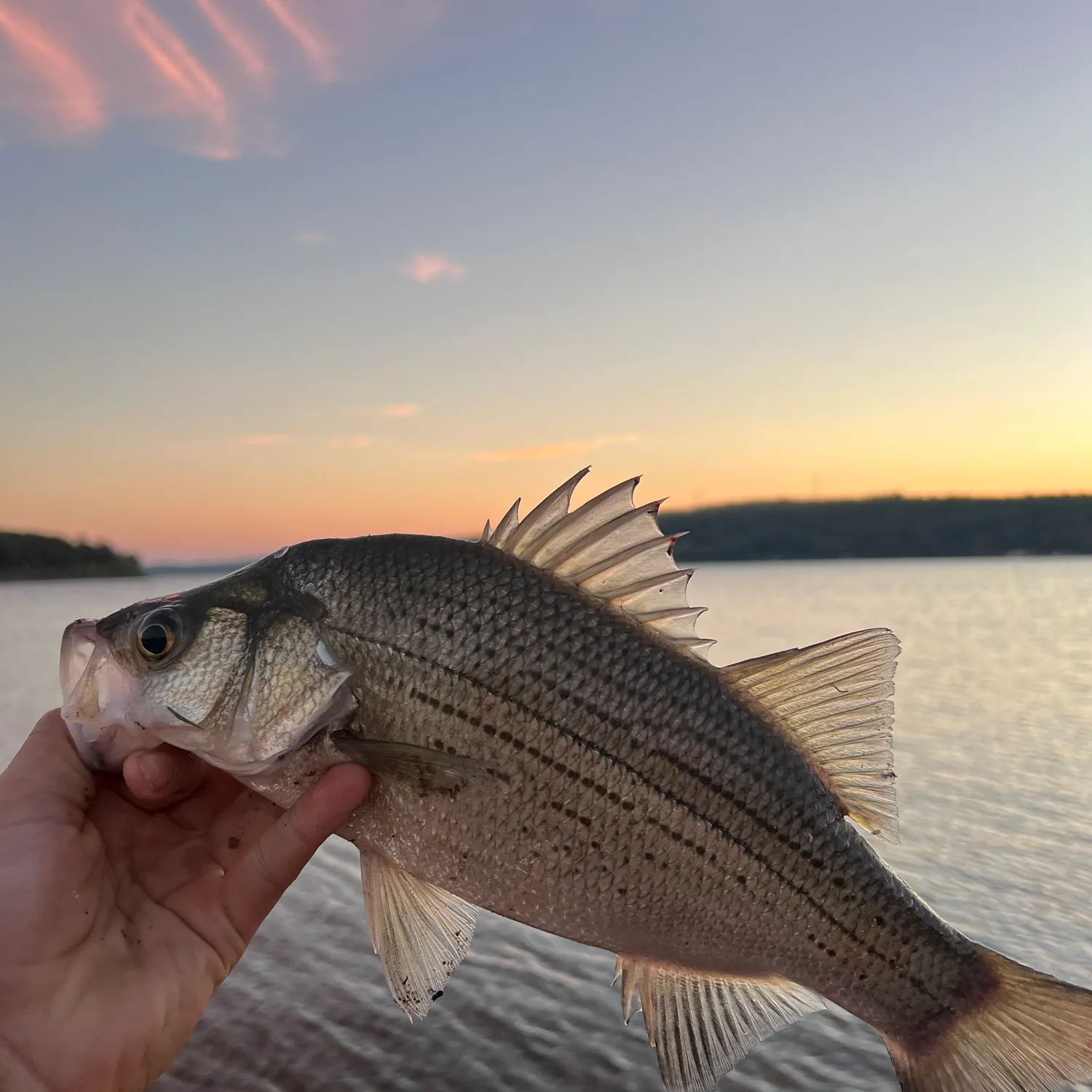 White bass caught on Fishbrain