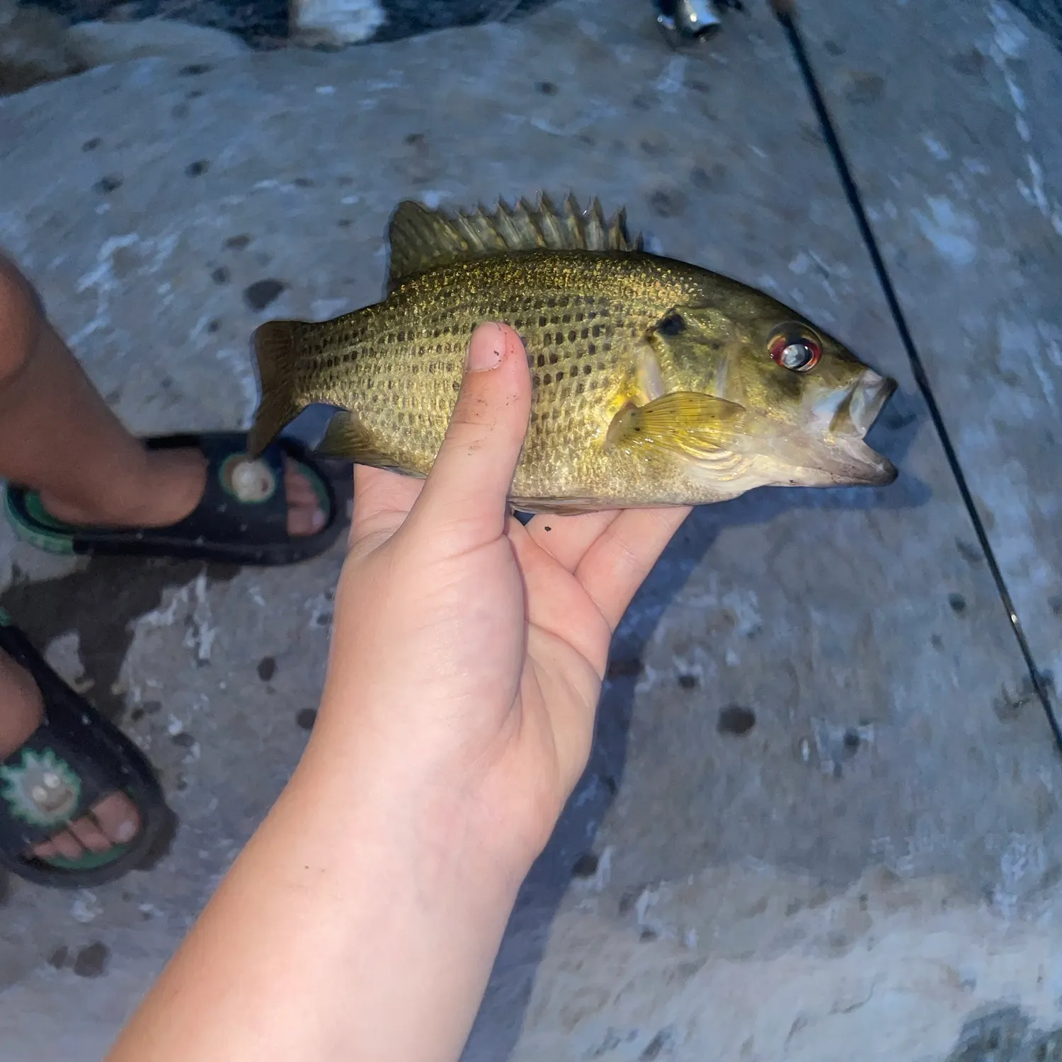 Rock bass caught on Fishbrain