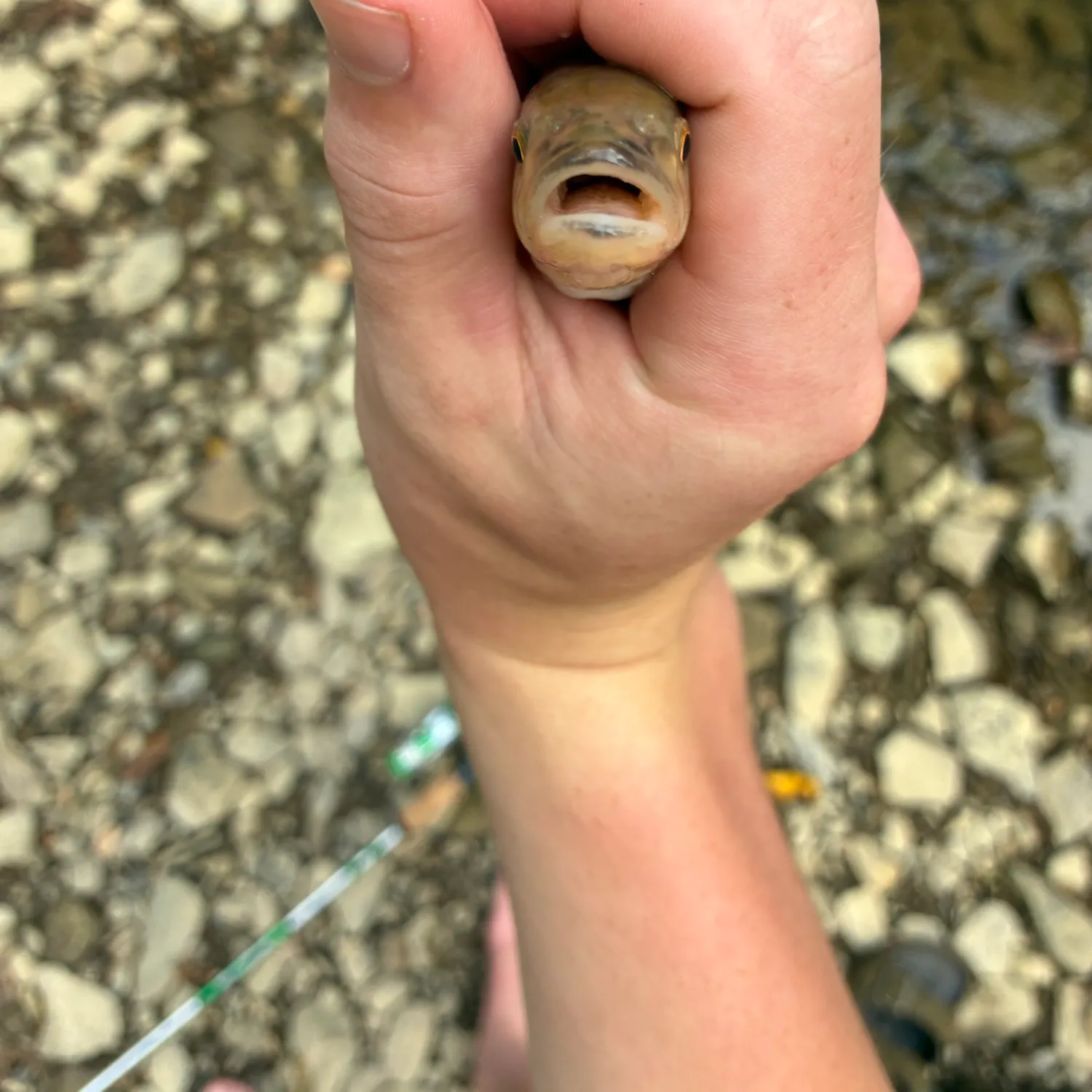 Creek chub caught on Fishbrain