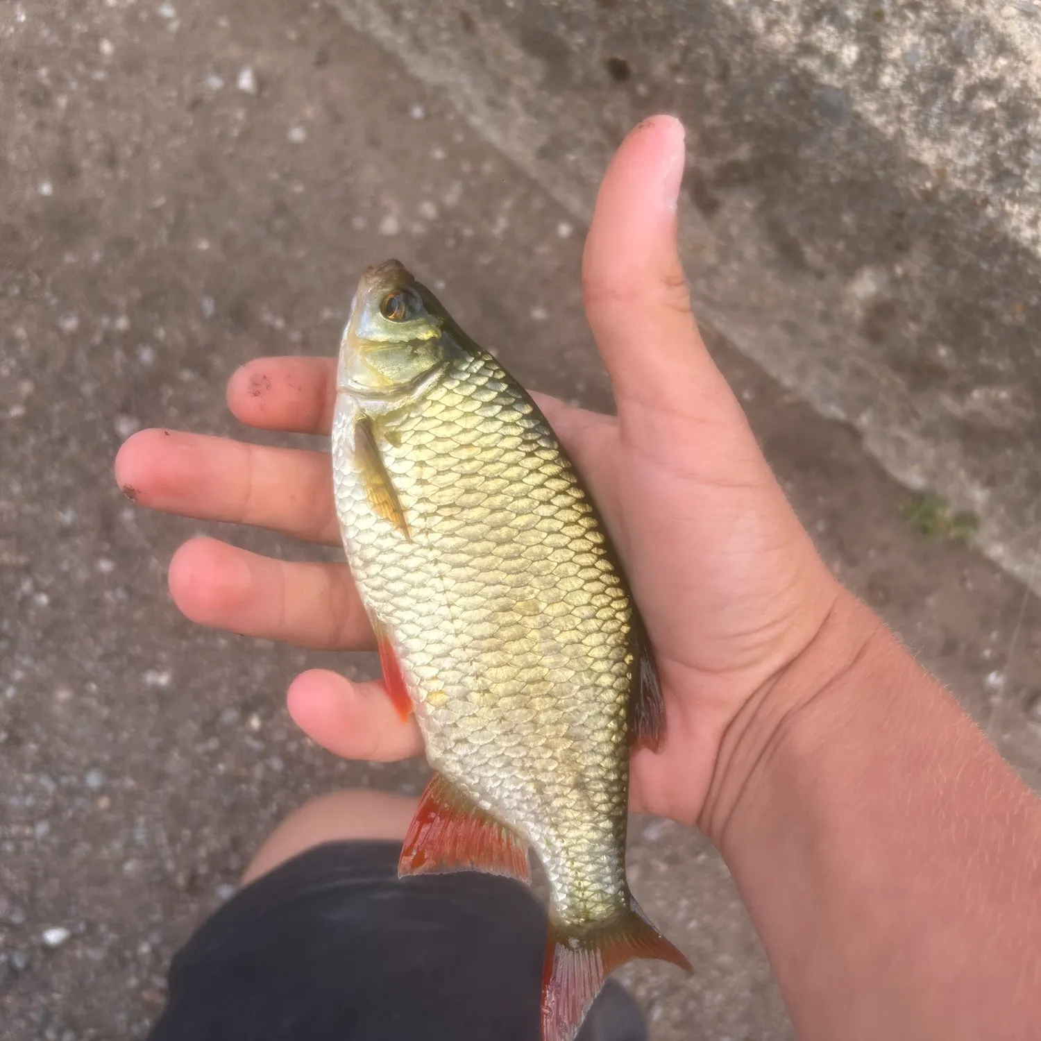 Common rudd caught on Fishbrain