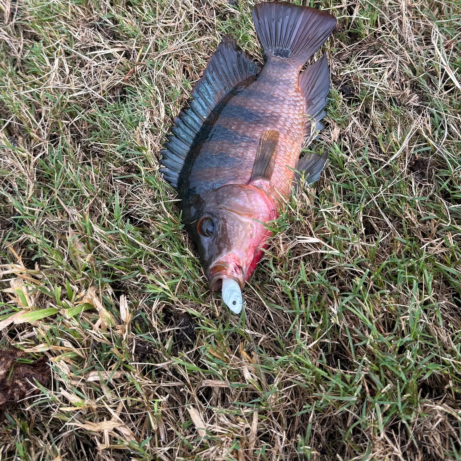 Mayan cichlid caught on Fishbrain