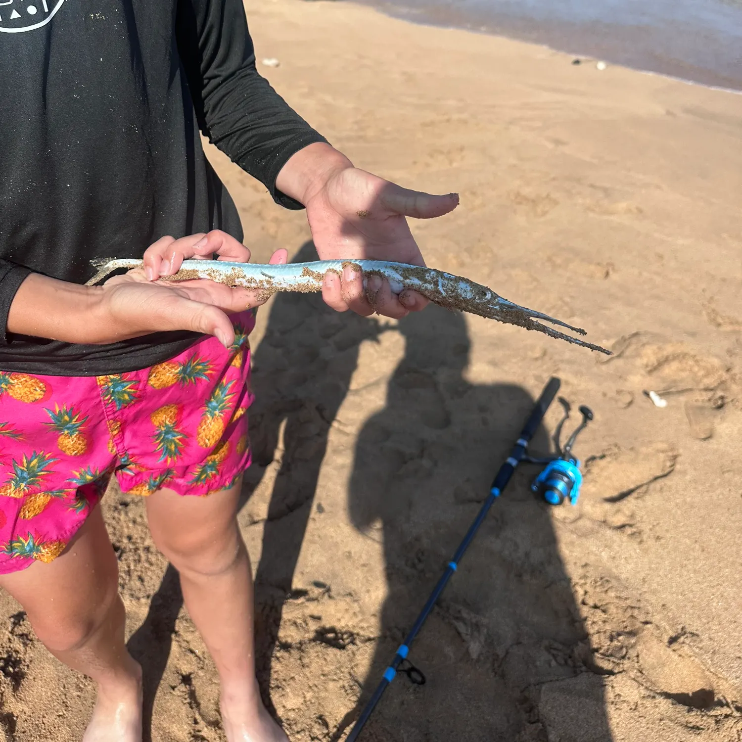 The most recent Keeled needlefish catches on Fishbrain