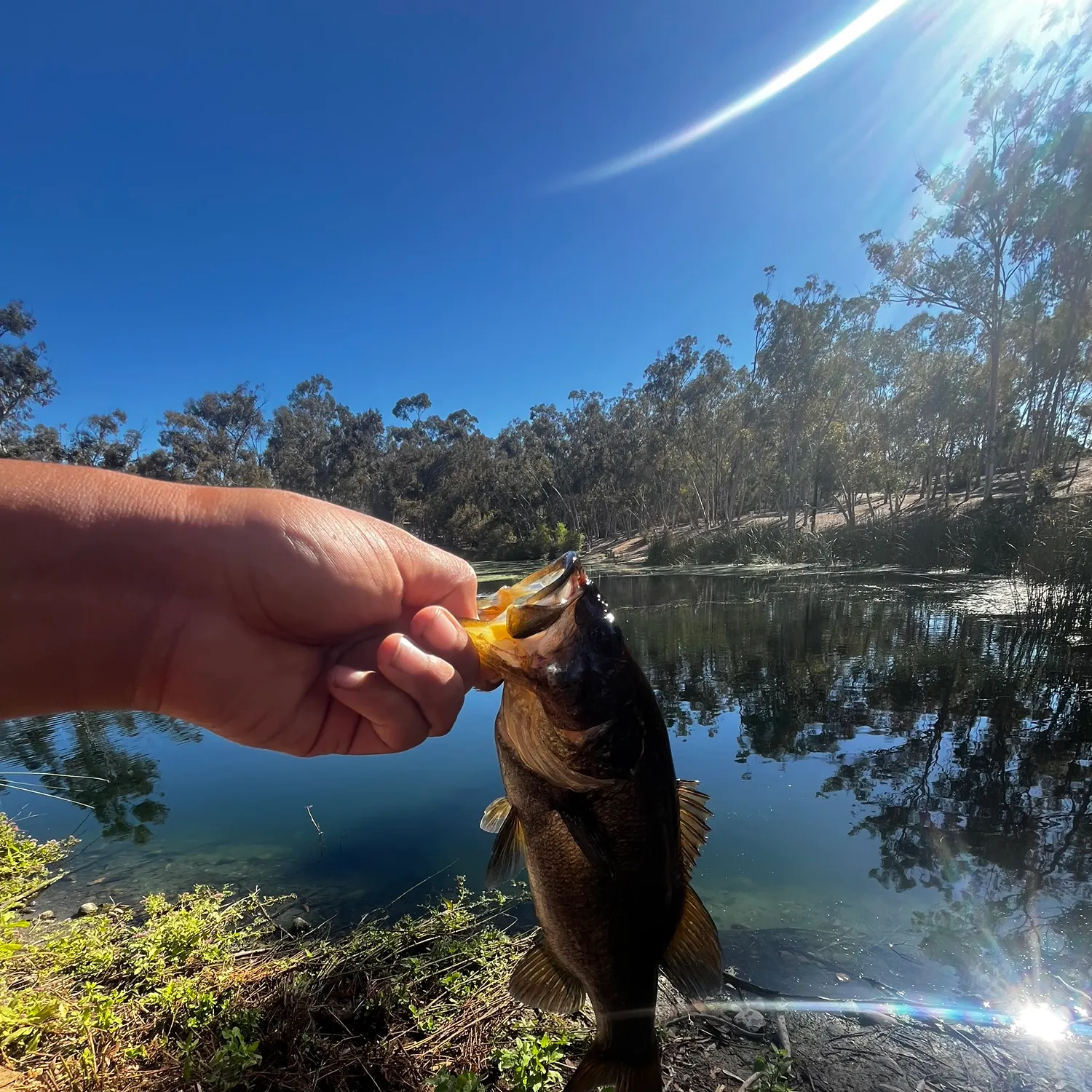 Largemouth bass caught on Fishbrain
